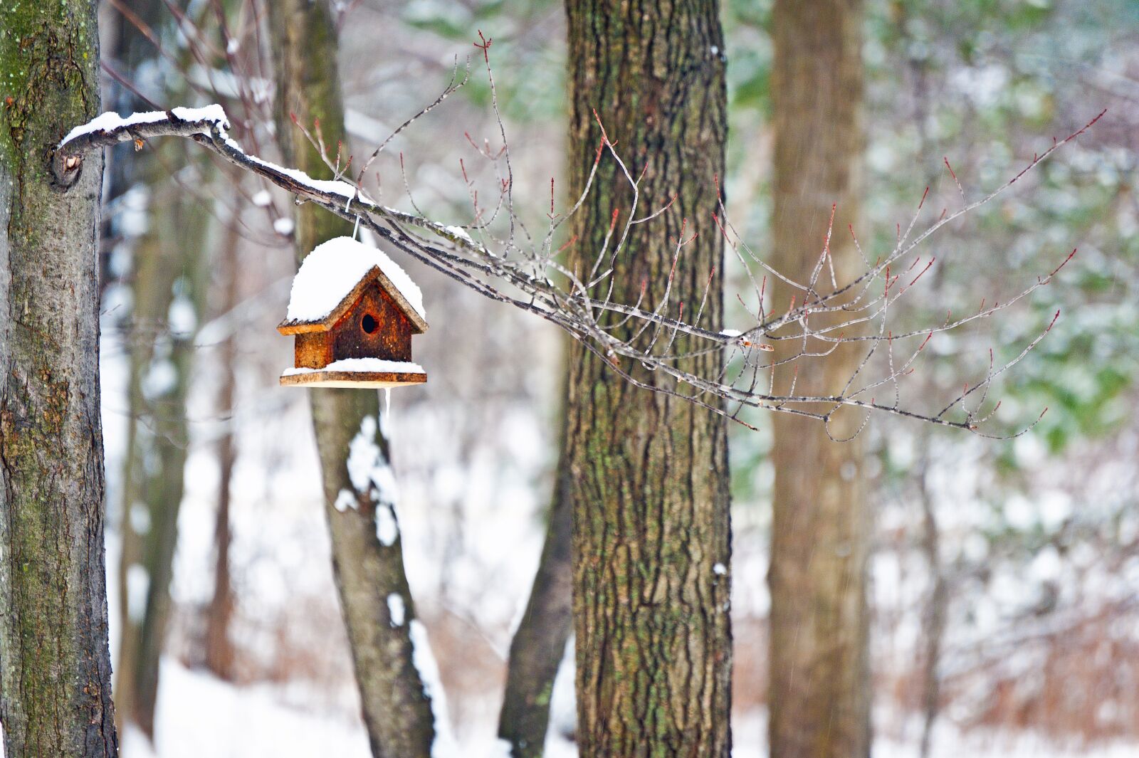 Nikon D700 sample photo. Tree, wood, nature photography