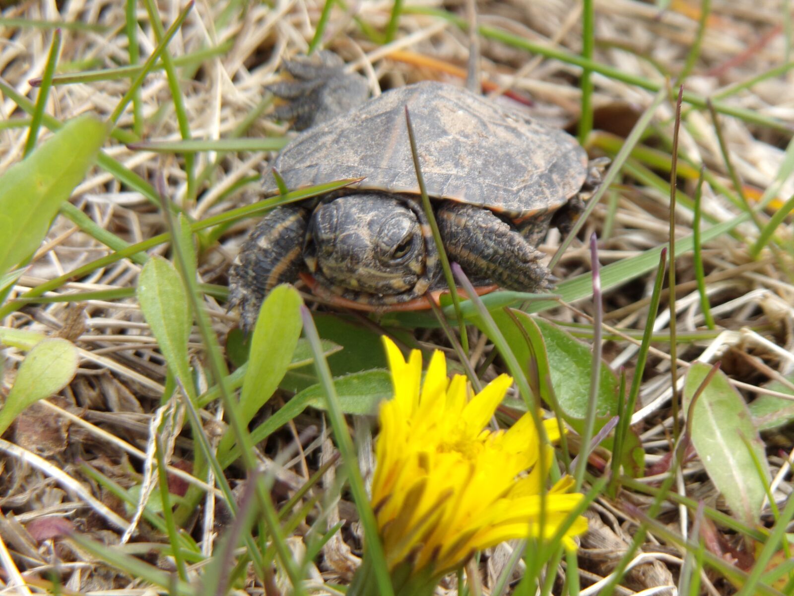 JK KODAK PIXPRO AZ421 sample photo. Turtle, baby turtle, painted photography