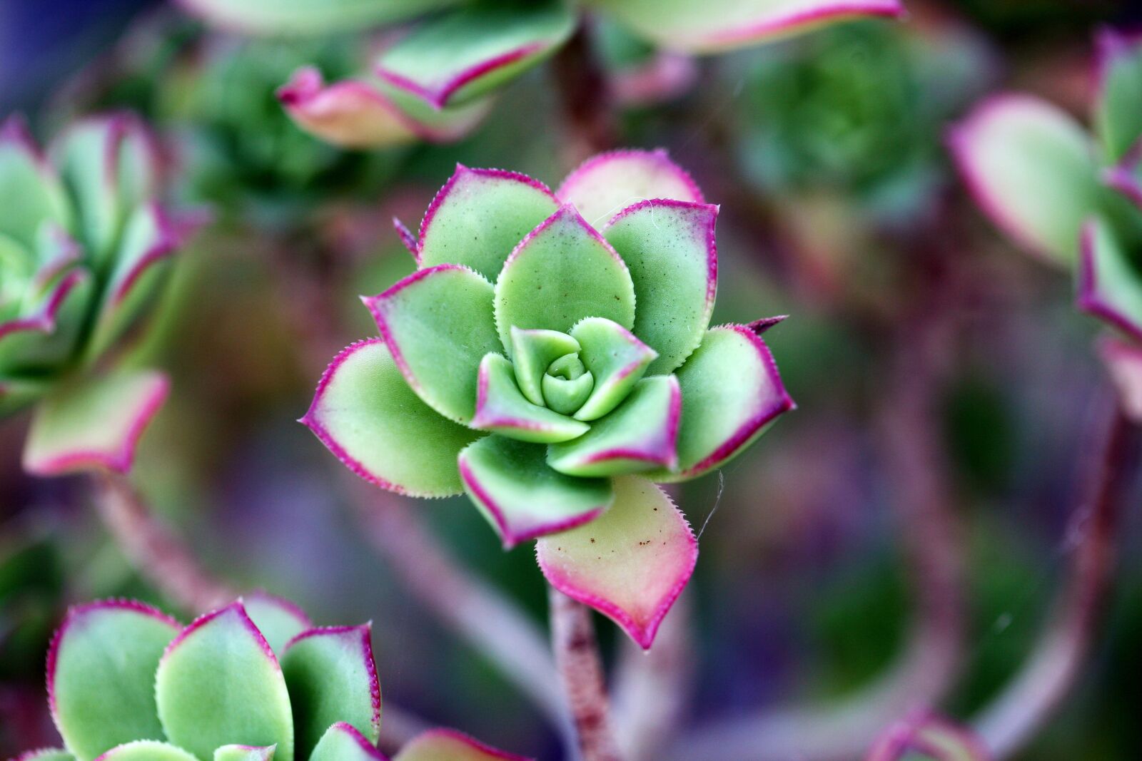 Canon EOS 5D sample photo. A fleshy plant, fleshy photography