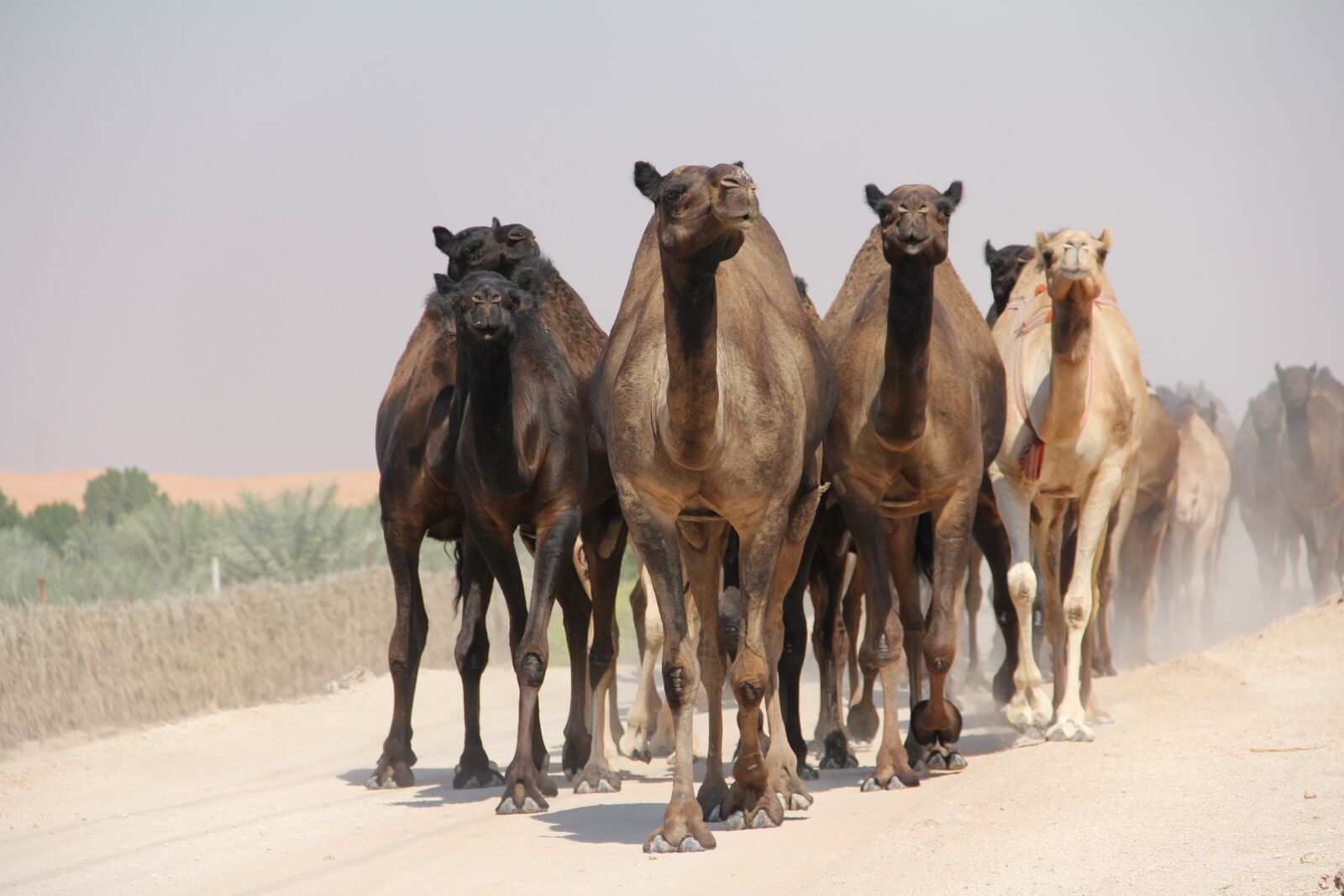 Canon EOS 60D sample photo. Camel, egypt, desert photography