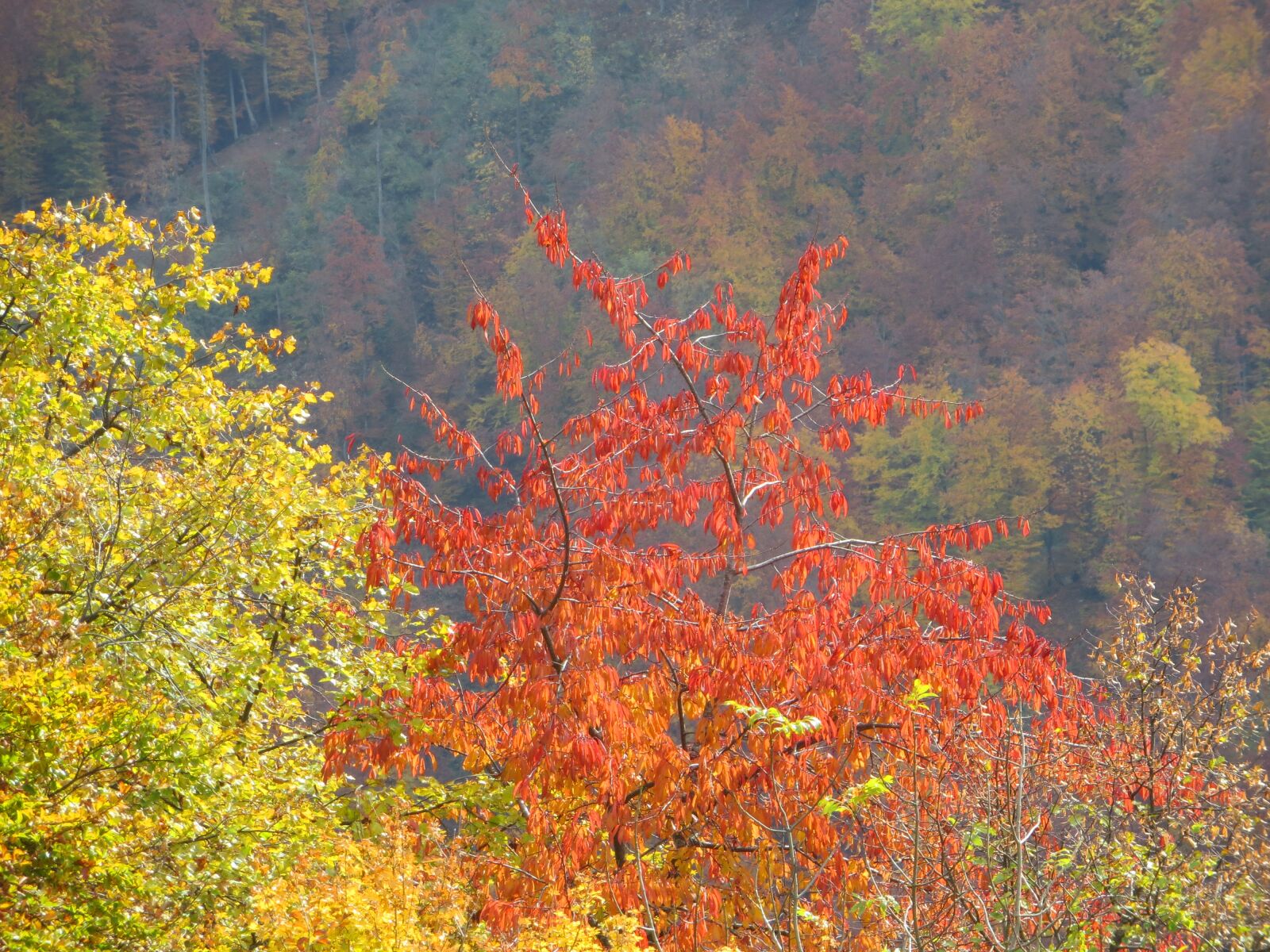 Canon PowerShot SX280 HS sample photo. Foliage, fall, nature photography