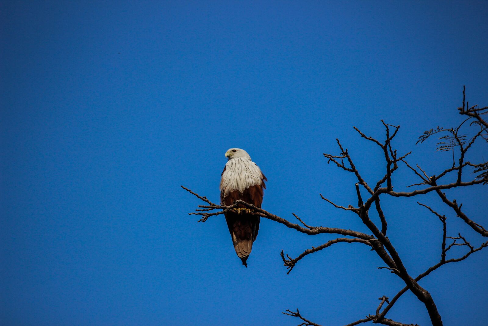 Canon EF-S 55-250mm F4-5.6 IS II sample photo. Bird, kite, wildlife photography