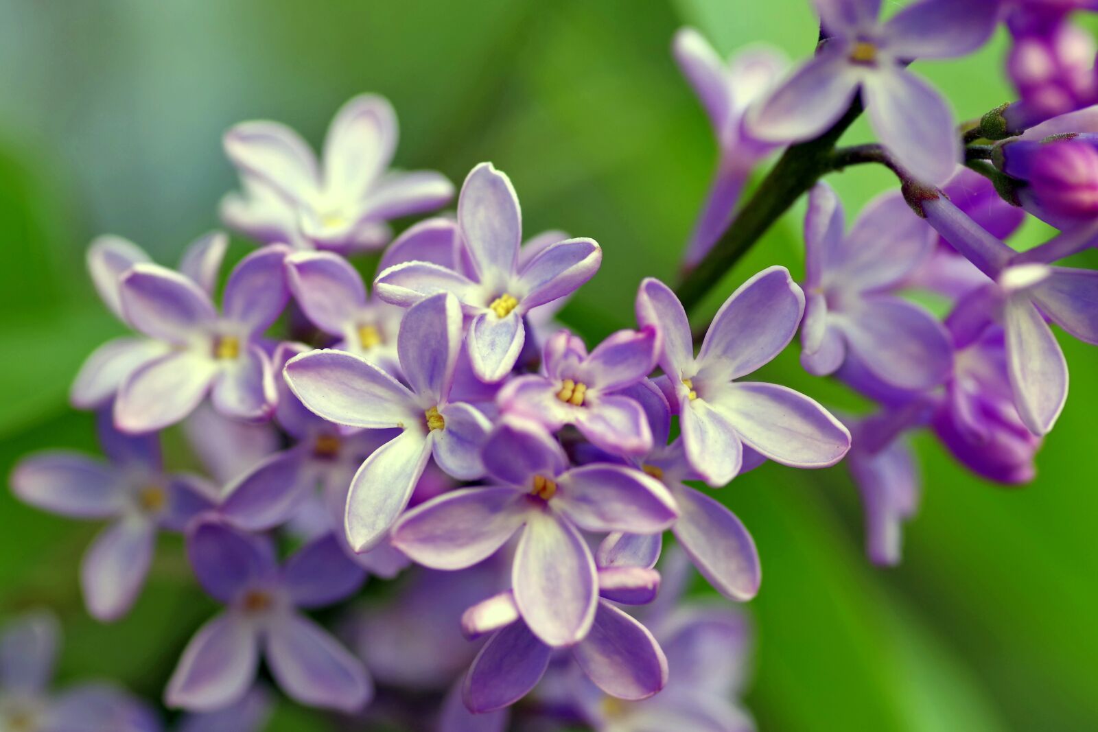 Pentax K-S2 sample photo. Lilac, bush, flowers photography