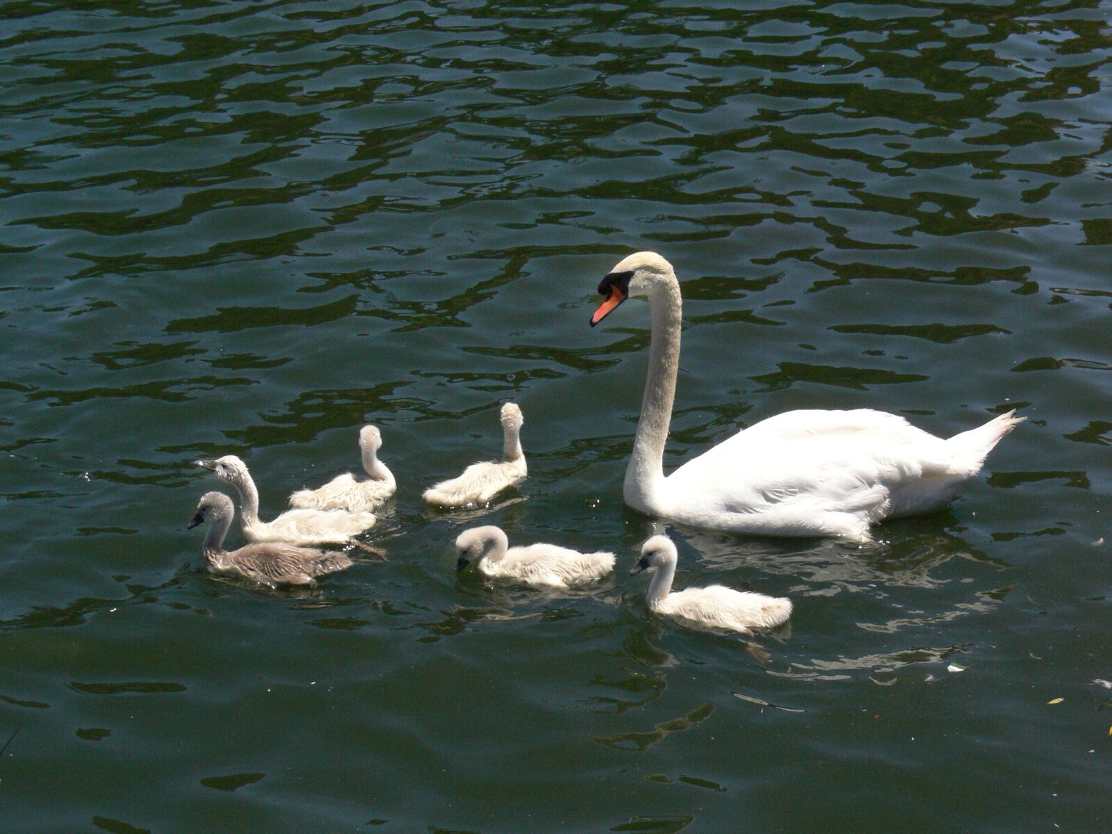 Panasonic DMC-FZ30 sample photo. Mute, swan, cygnets, waterfowl photography