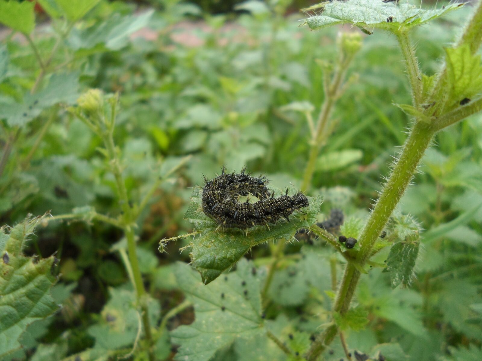 Samsung DV300 / DV300F / DV305F sample photo. Nature, caterpillar, bug photography