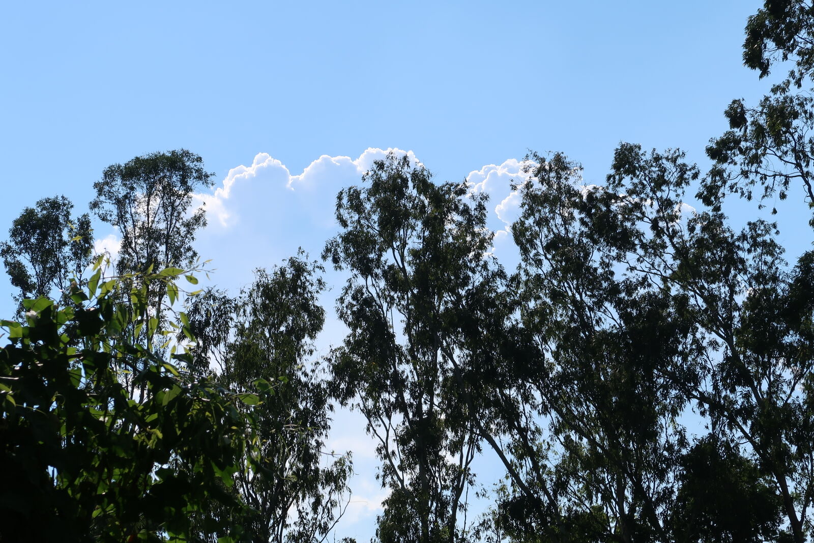 Canon PowerShot G7 X Mark II sample photo