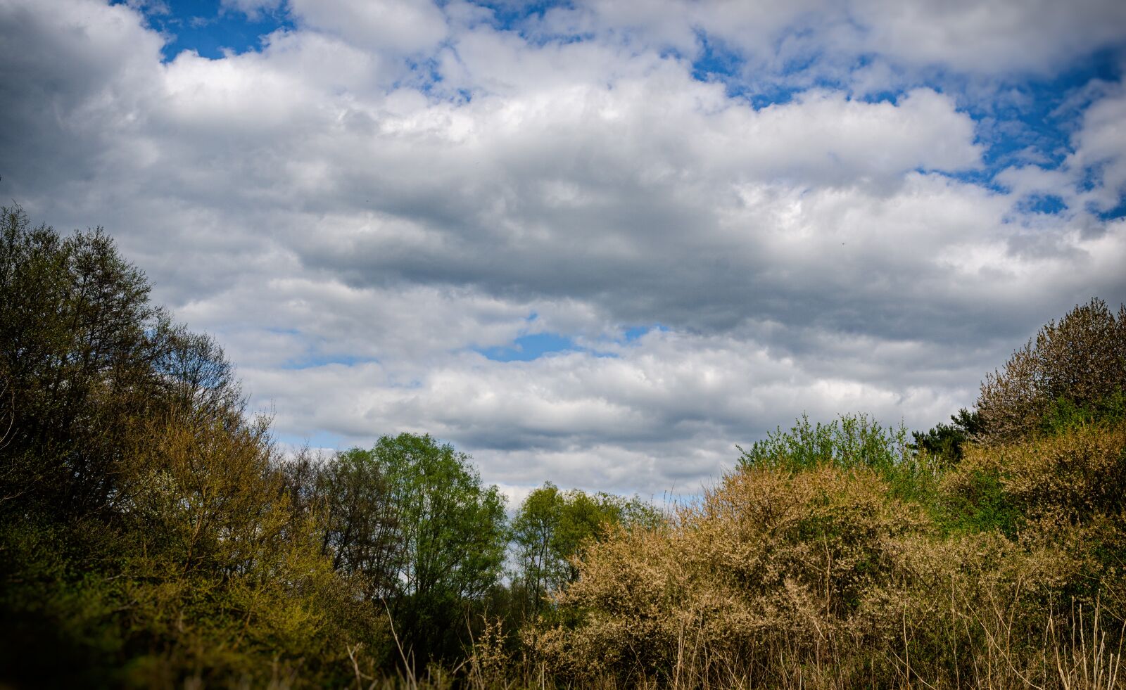 Nikon D7000 sample photo. Nature, forest, the sky photography