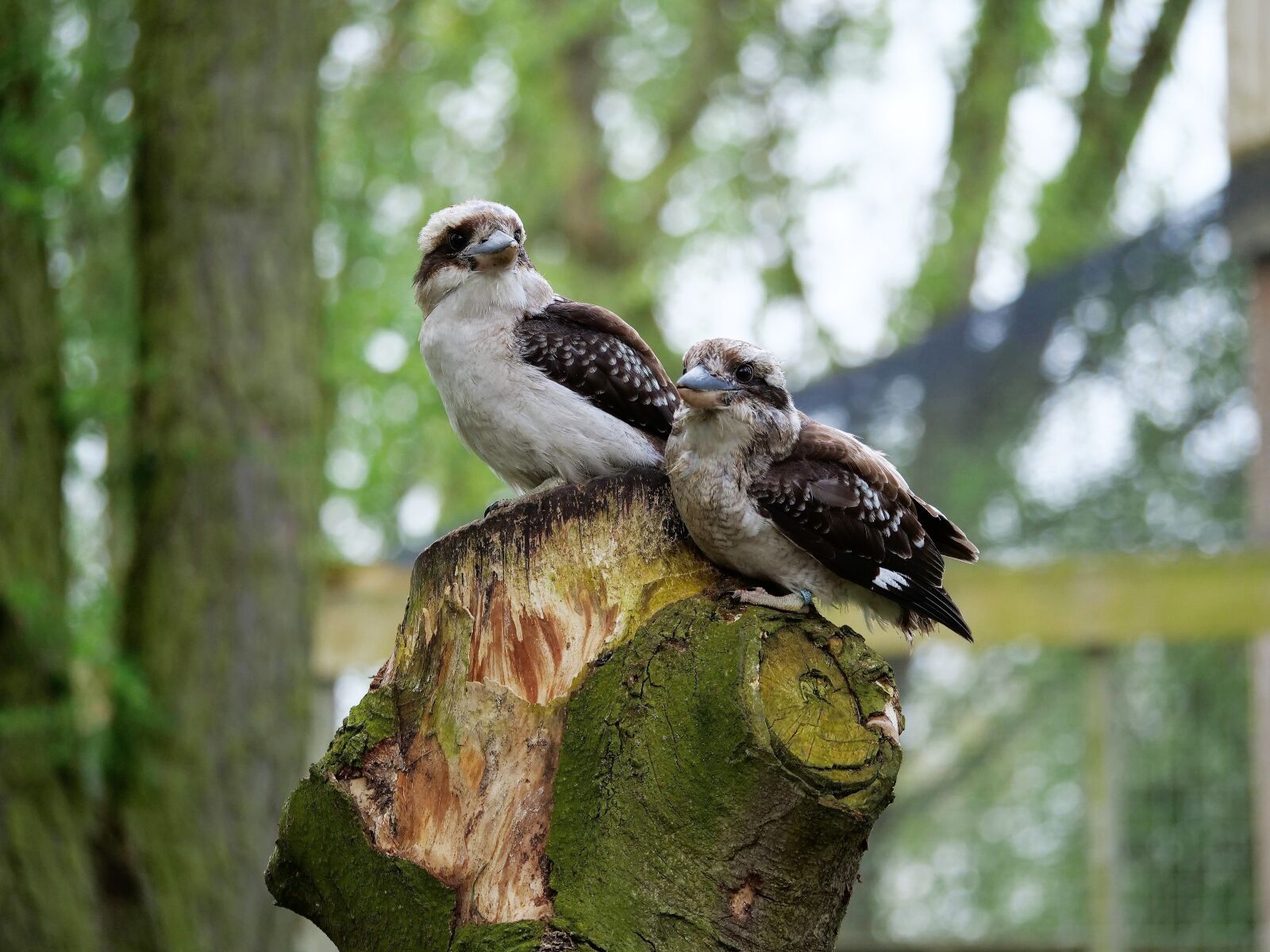 Panasonic Lumix DC-G9 sample photo. Kookaburra, kingfisher, bird photography
