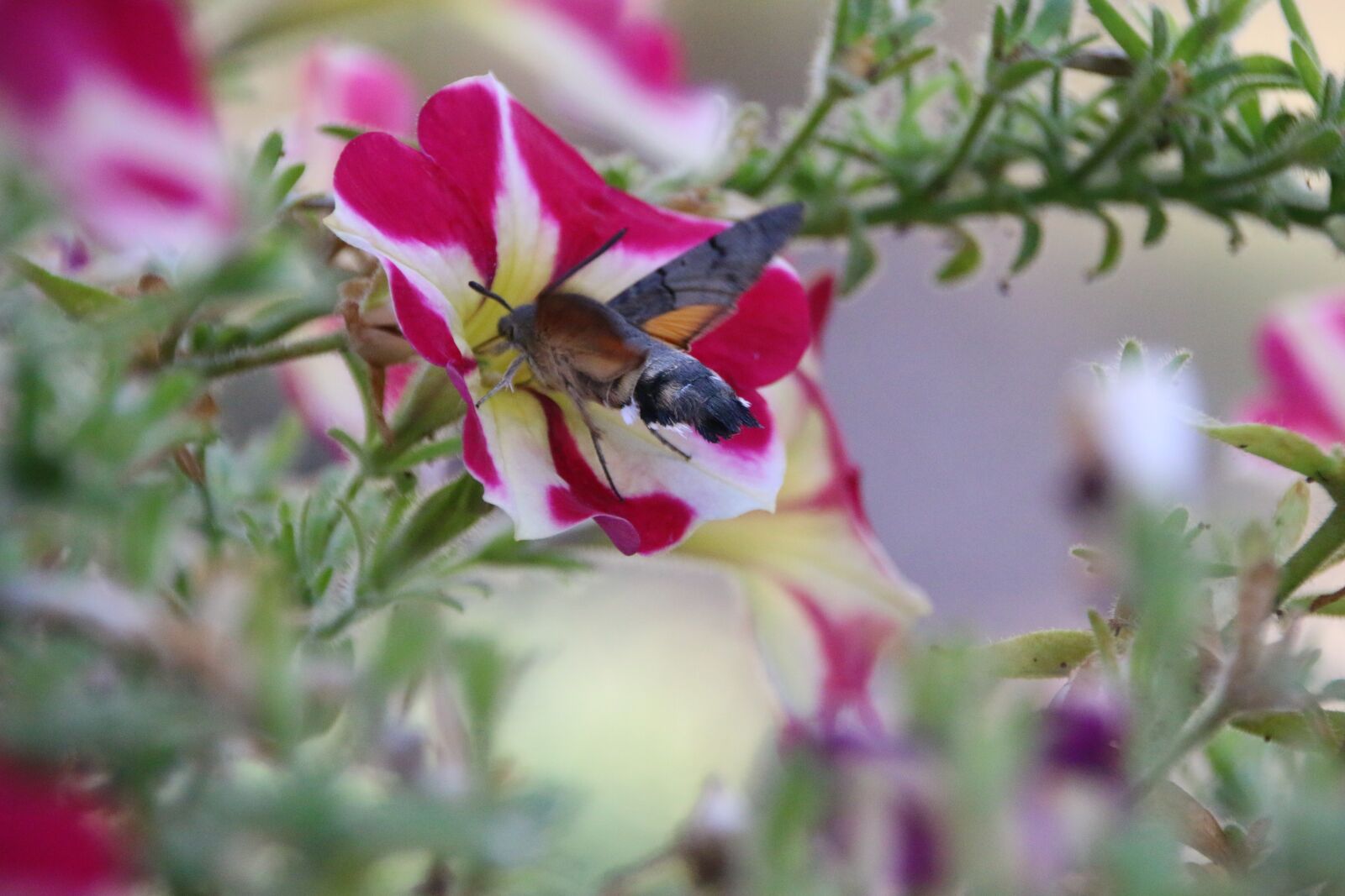 Canon EOS 70D sample photo. Blossom, bloom, insect photography