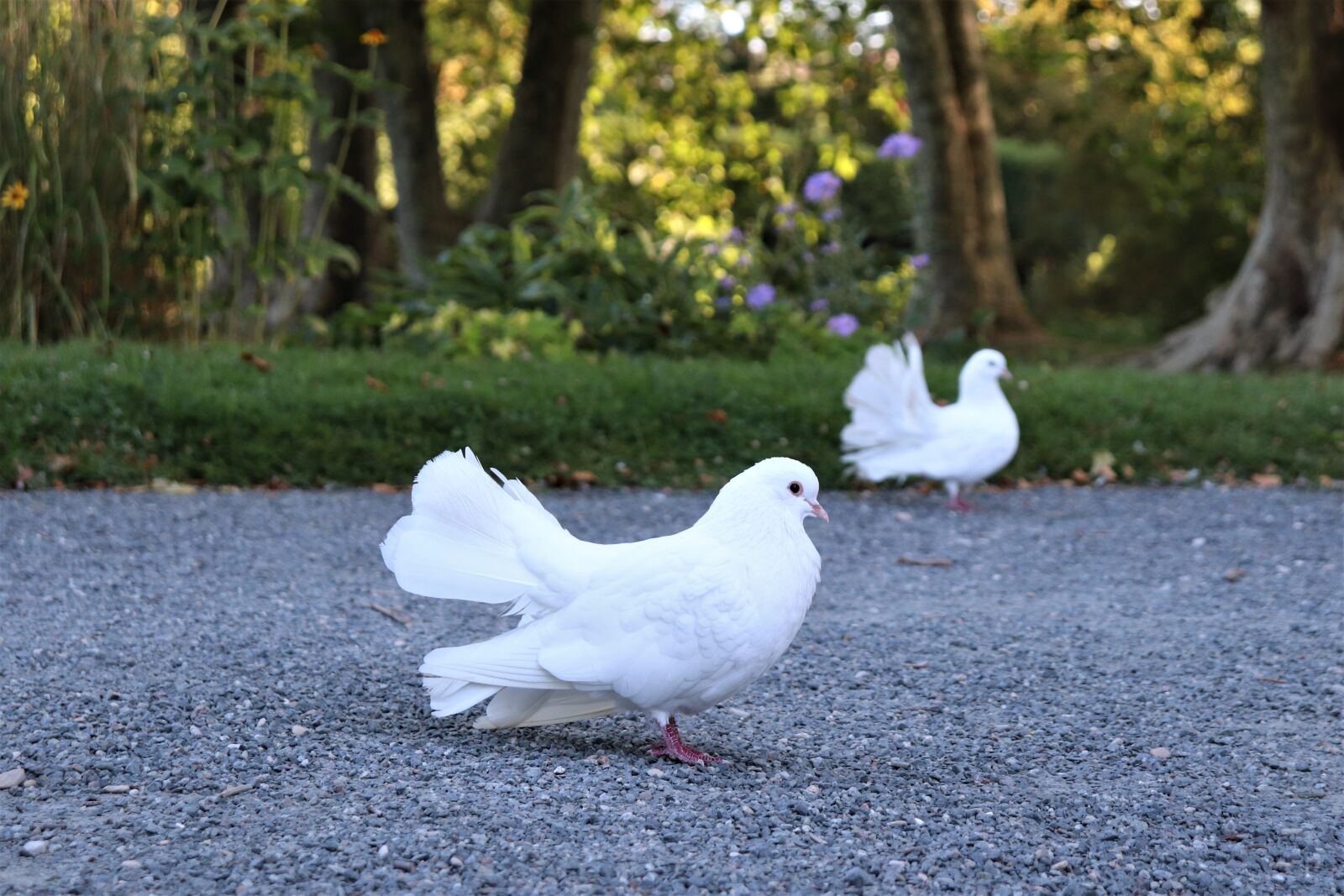 Canon EOS 800D (EOS Rebel T7i / EOS Kiss X9i) sample photo. Pigeons, colombidés, birds photography