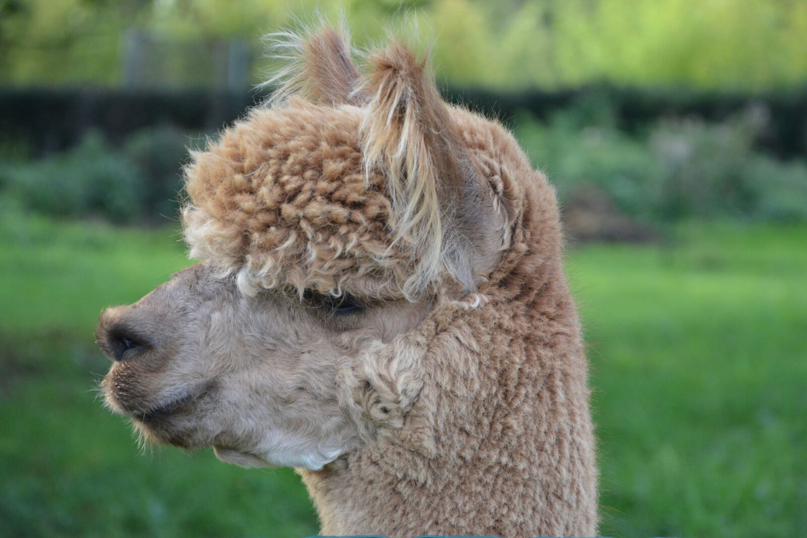 Nikon D5200 sample photo. Lama, head lama profile photography