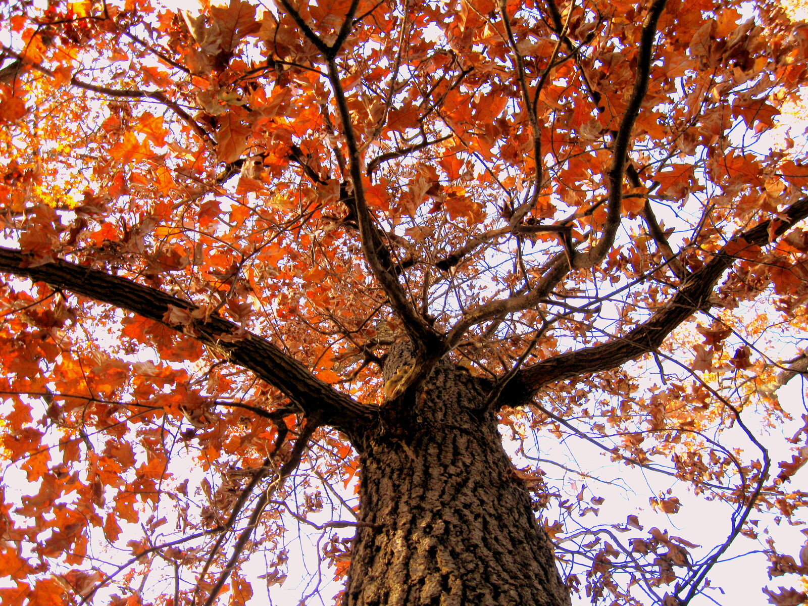 Canon PowerShot A590 IS sample photo. Autumn, autumn, colours, autumn photography