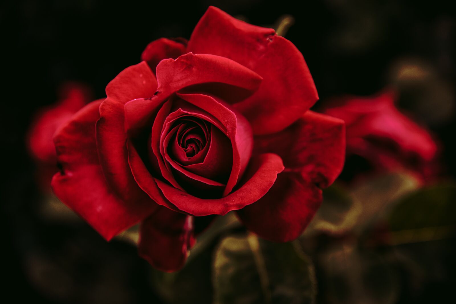 Nikon D750 sample photo. Rose, red, rose bloom photography