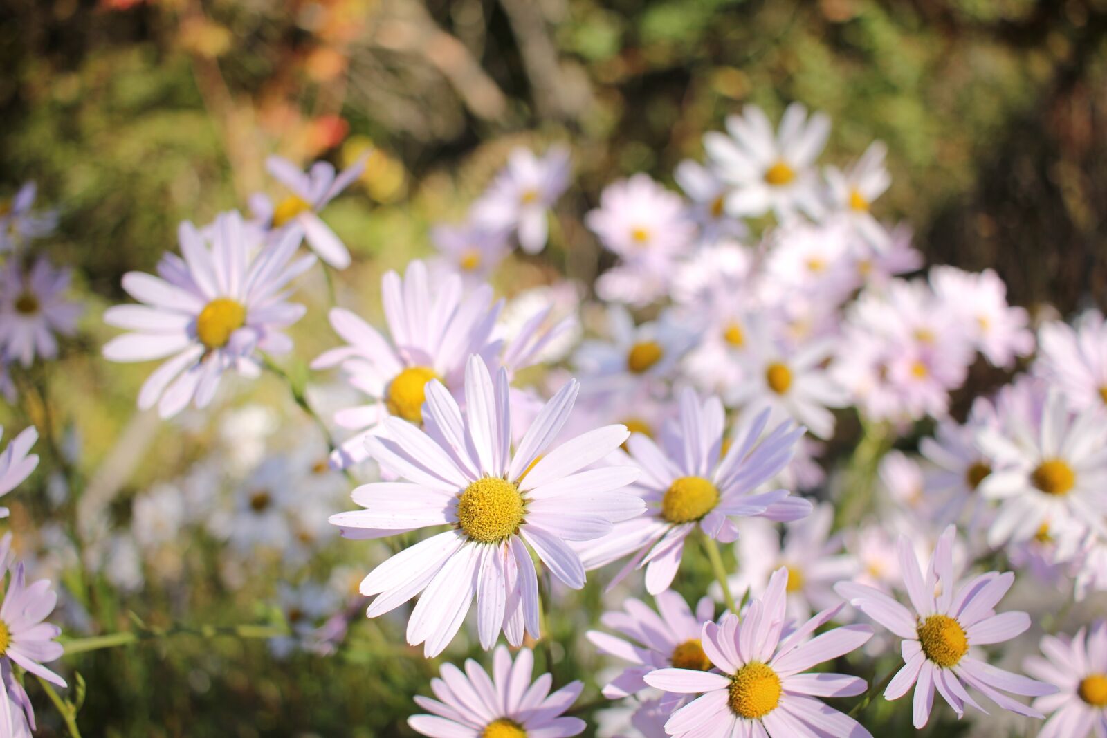 Canon EOS 550D (EOS Rebel T2i / EOS Kiss X4) sample photo. Flowers, white flower, clean photography