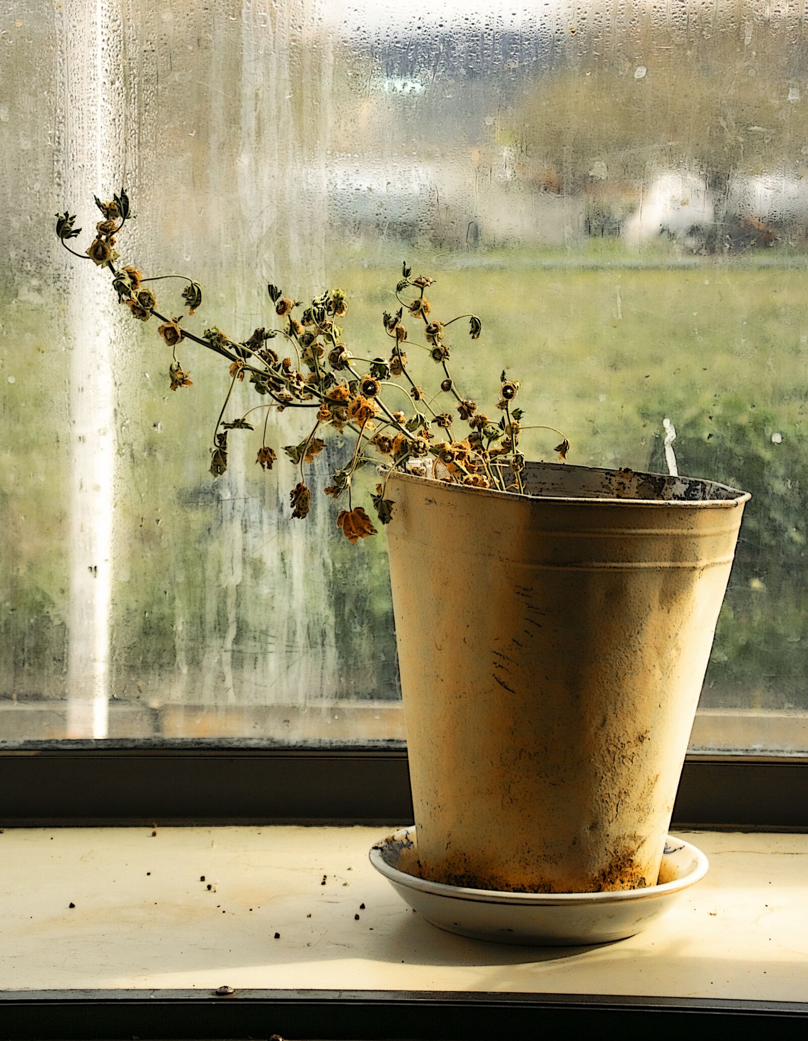 Nikon 1 J4 sample photo. Kitchen window, flowers, dying photography