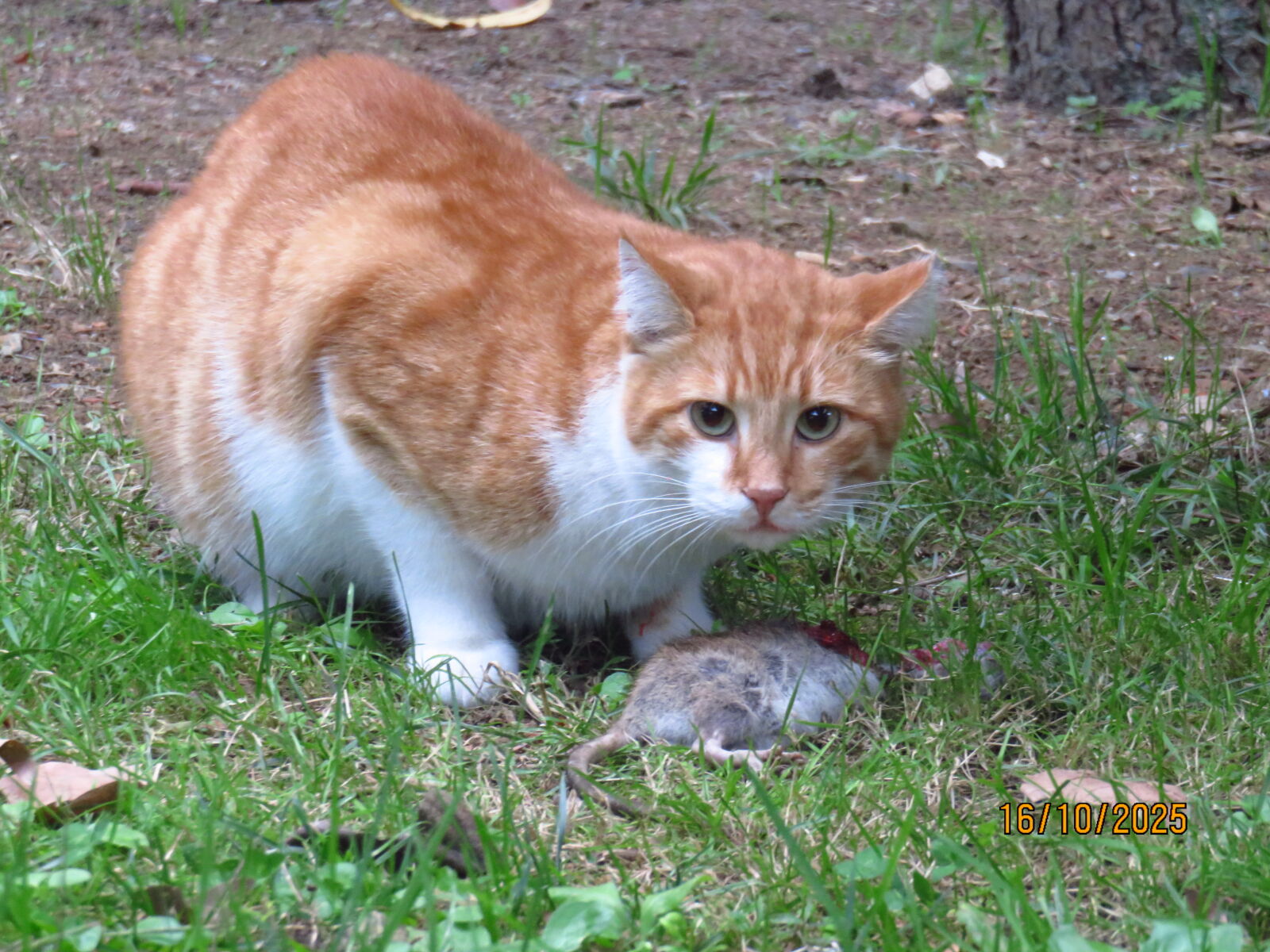 Canon PowerShot SX700 HS sample photo. Cat feasting on a photography