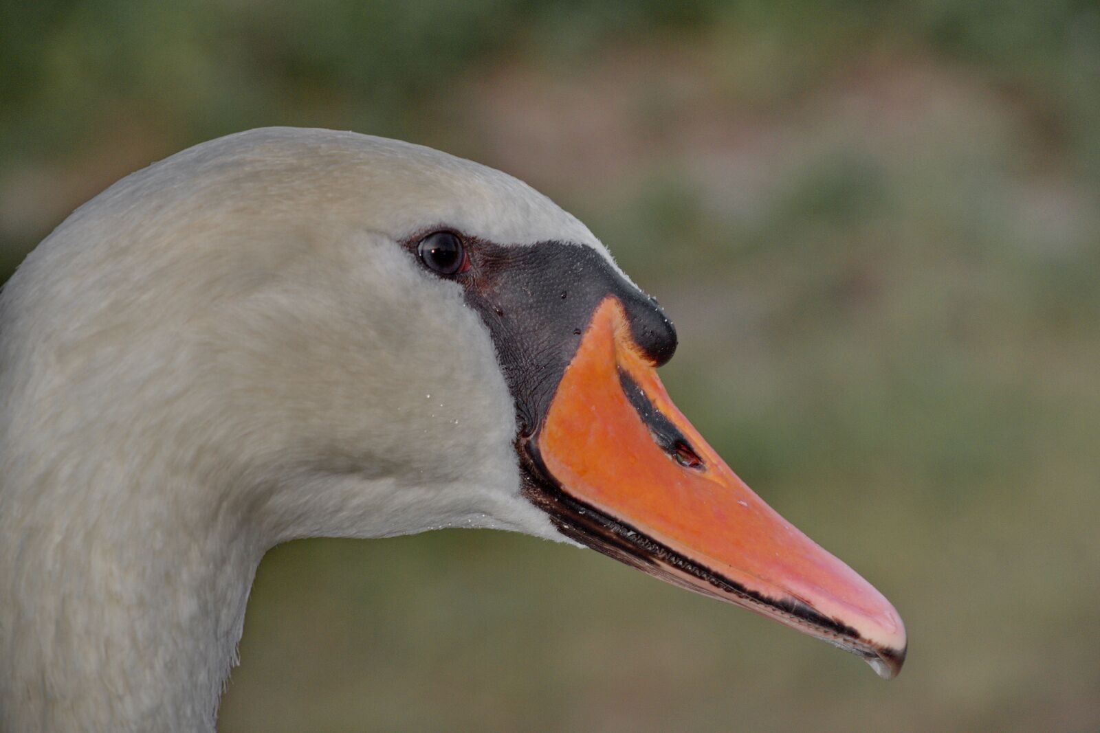 Nikon D5500 sample photo. Beak, beautiful, close-up, details photography