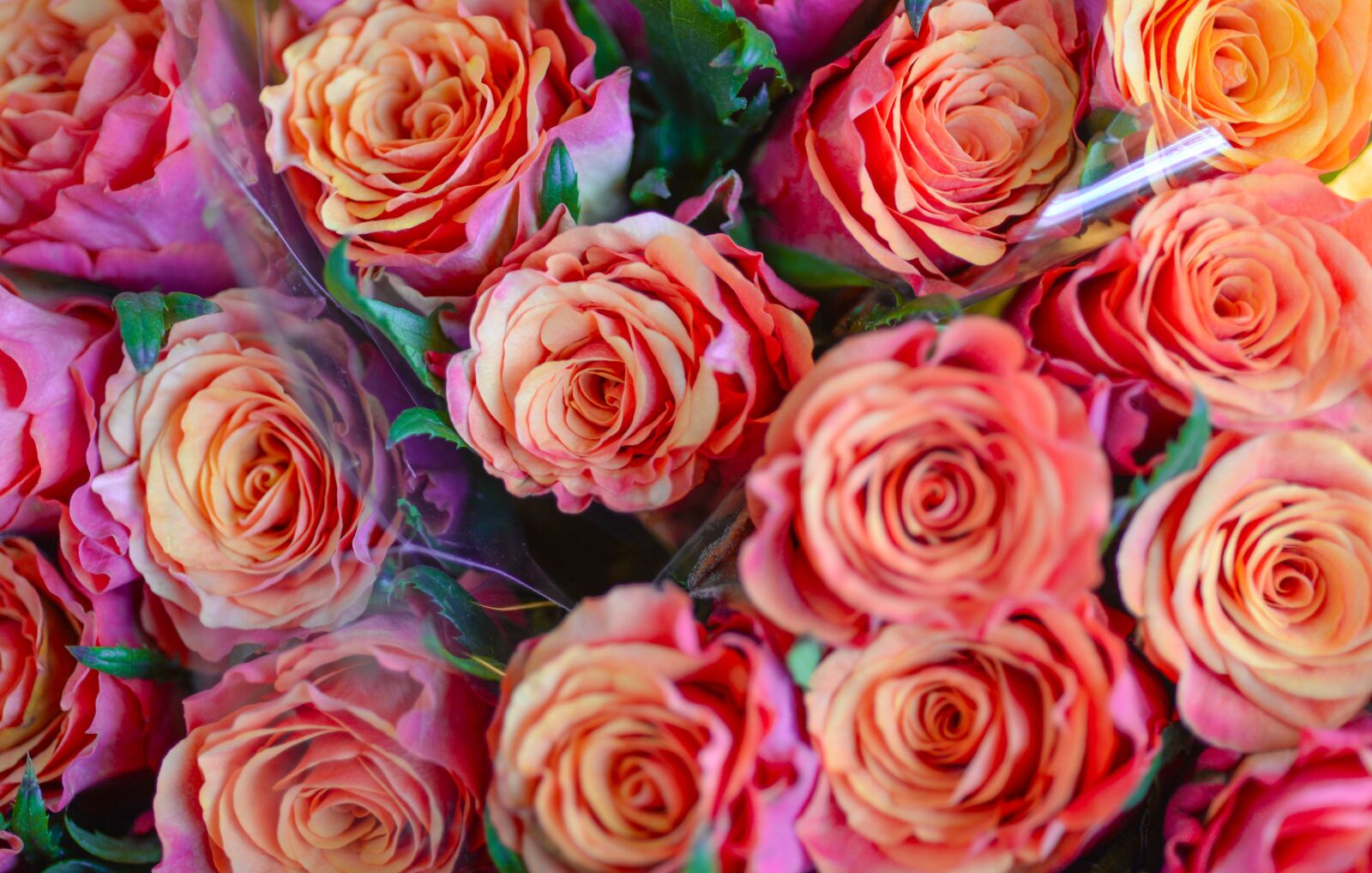 Nikon D610 sample photo. Rose, bouquet, petal photography
