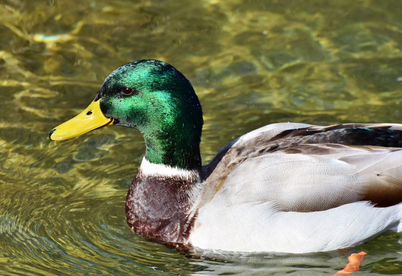 Nikon D7200 sample photo. Duck, drake, water bird photography