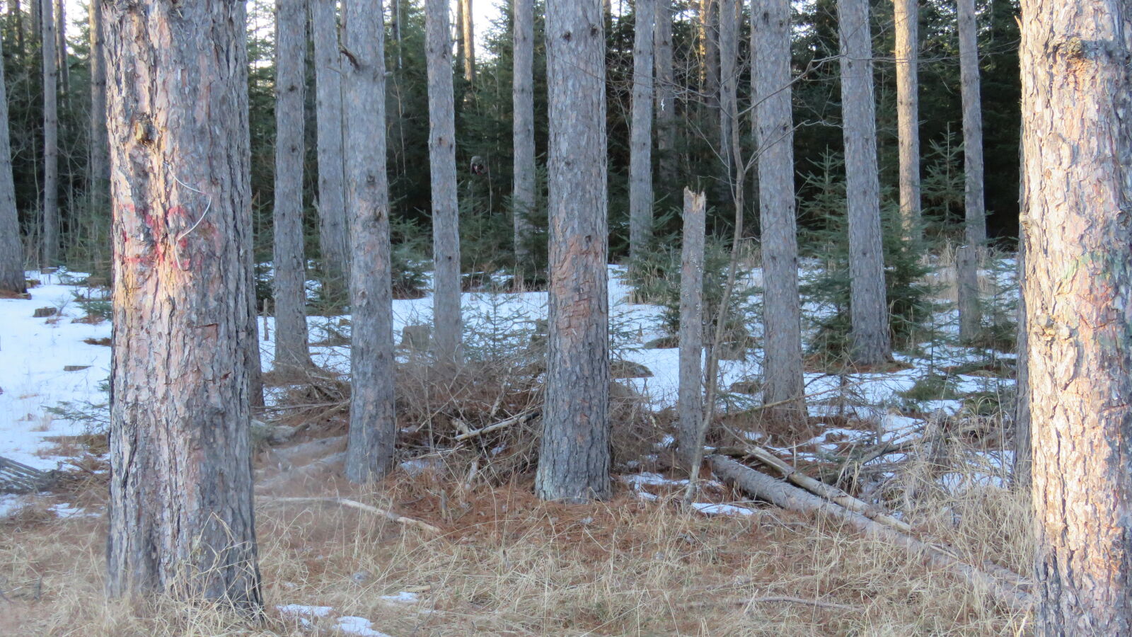 Canon PowerShot SX60 HS sample photo. Hidden, man, pine, trees photography