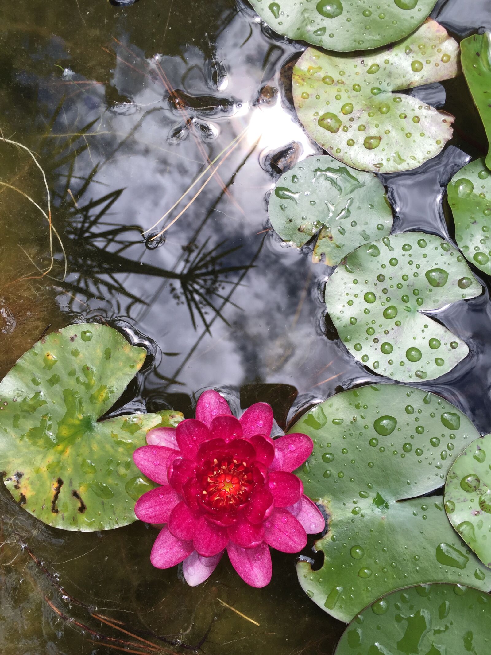 Apple iPhone 6 sample photo. Water lilies, basin, water photography