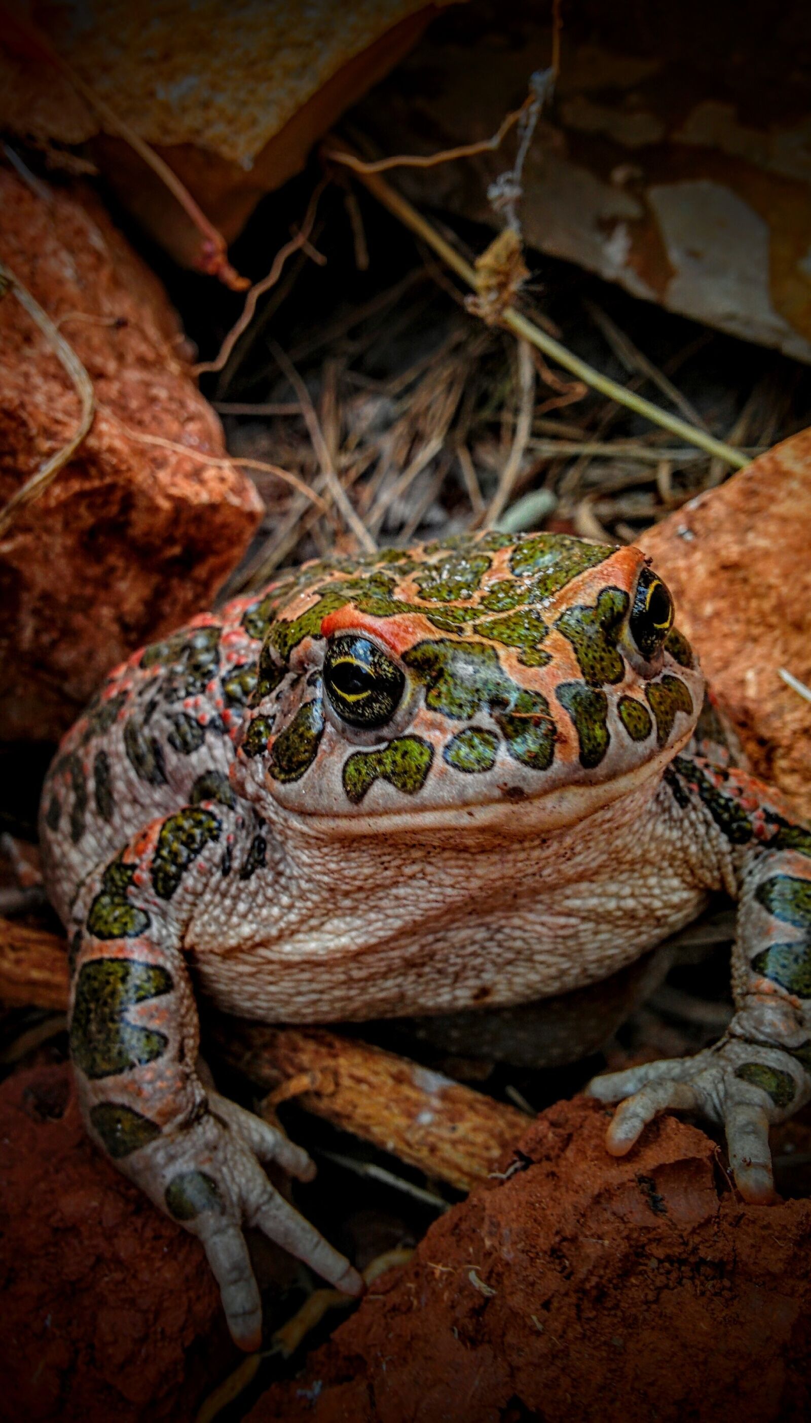 LG Nexus 5 sample photo. Toad, frog, nature photography