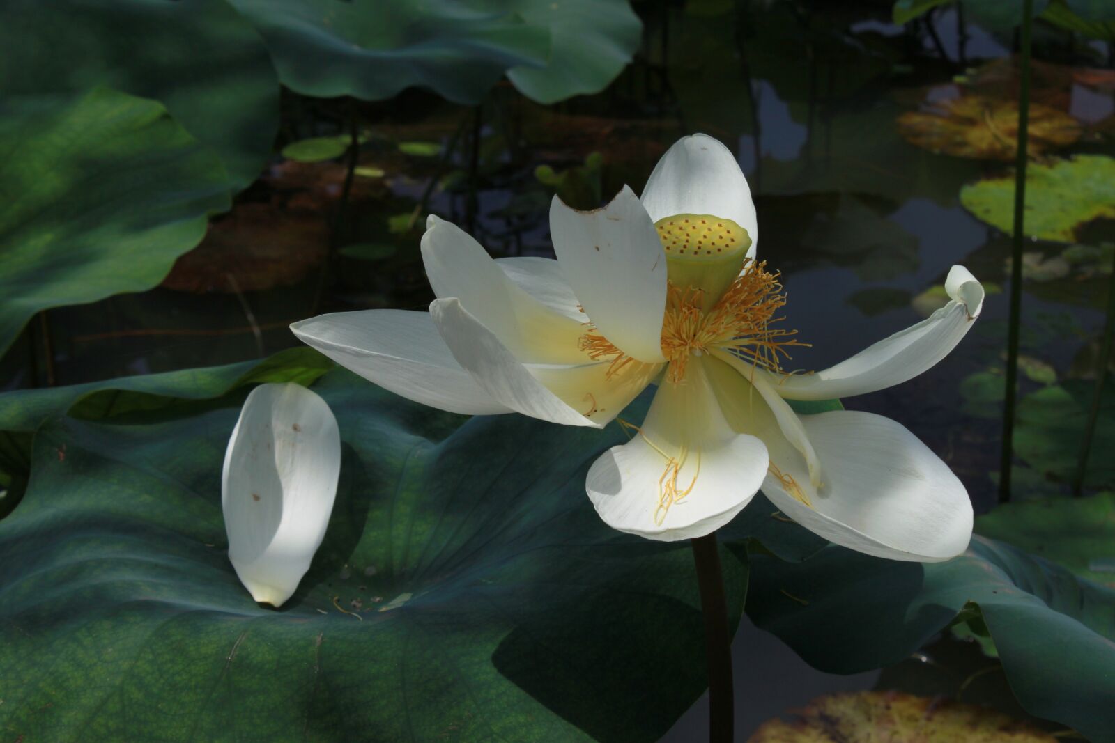 Canon EOS 500D (EOS Rebel T1i / EOS Kiss X3) sample photo. Kite, lotus, nature photography