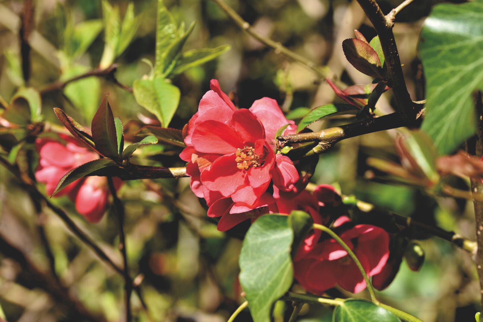 Nikon D7200 sample photo. Ornamental quince, bush, chaenomeles photography