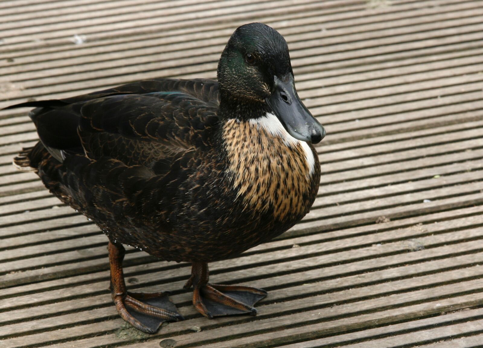 Canon EOS 400D (EOS Digital Rebel XTi / EOS Kiss Digital X) sample photo. Duck, water bird, plumage photography