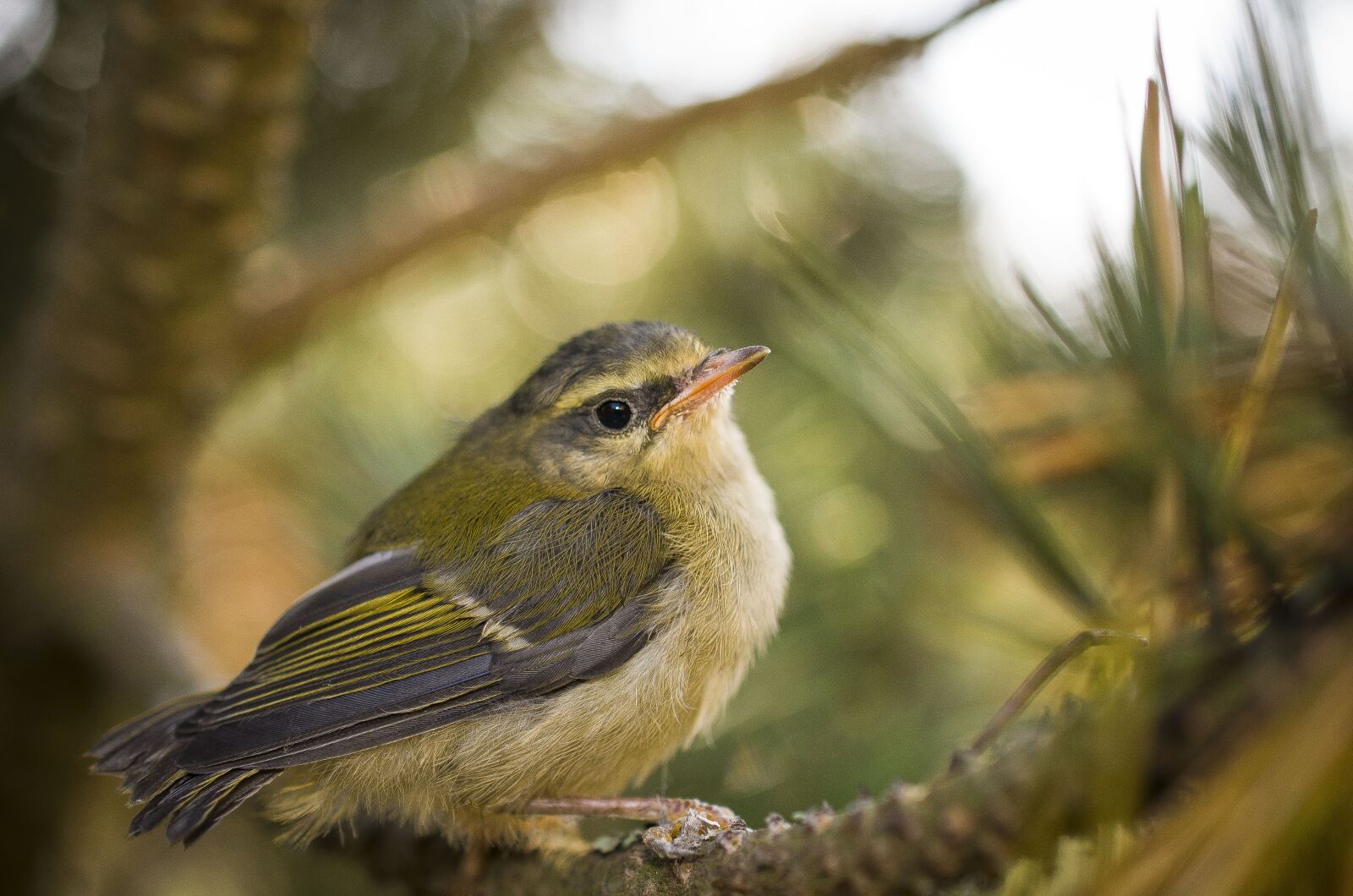 Nikon D7000 sample photo. Bird, outdoors, birds photography