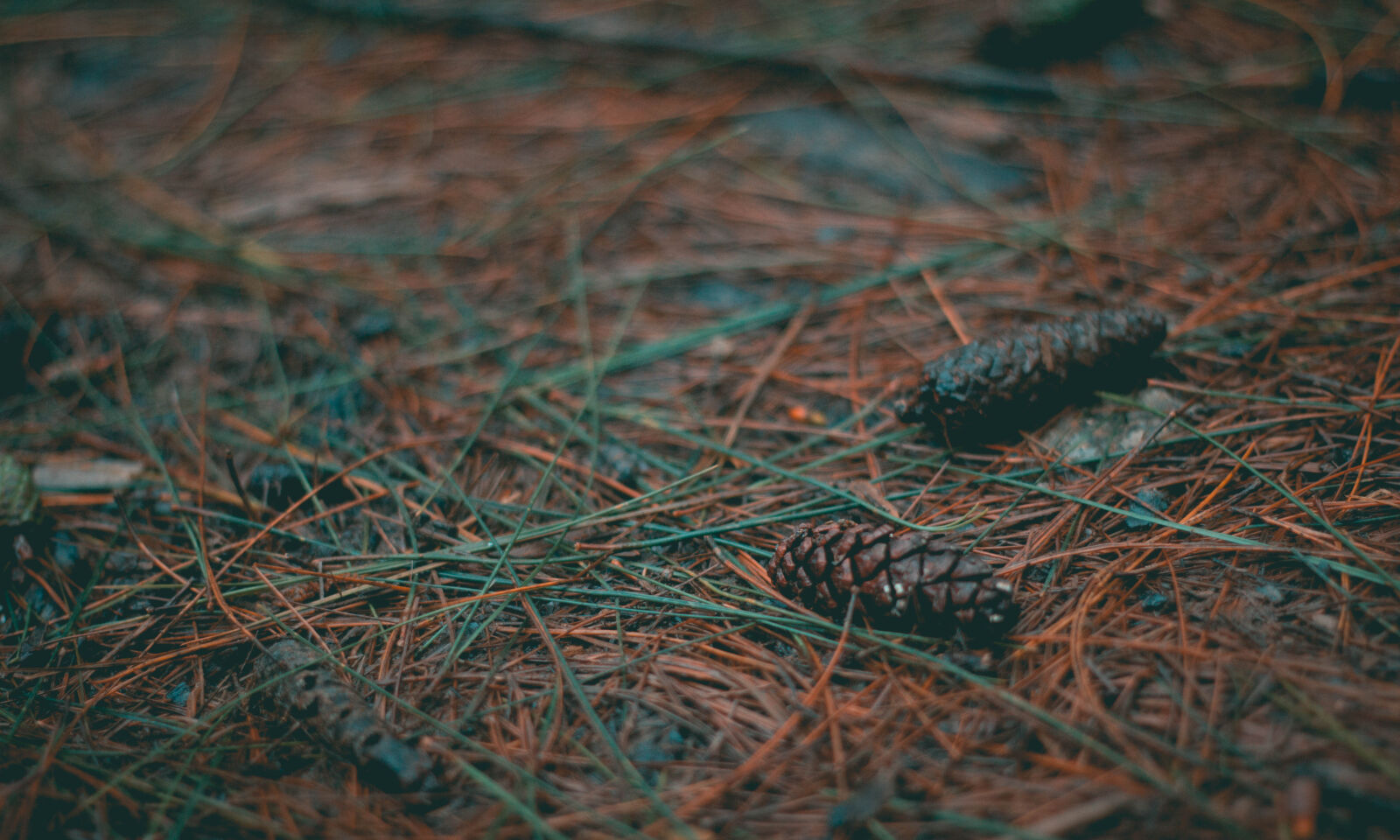 Canon EOS 60D + Canon EF 50mm F1.8 II sample photo. Acorns, background, background, image photography