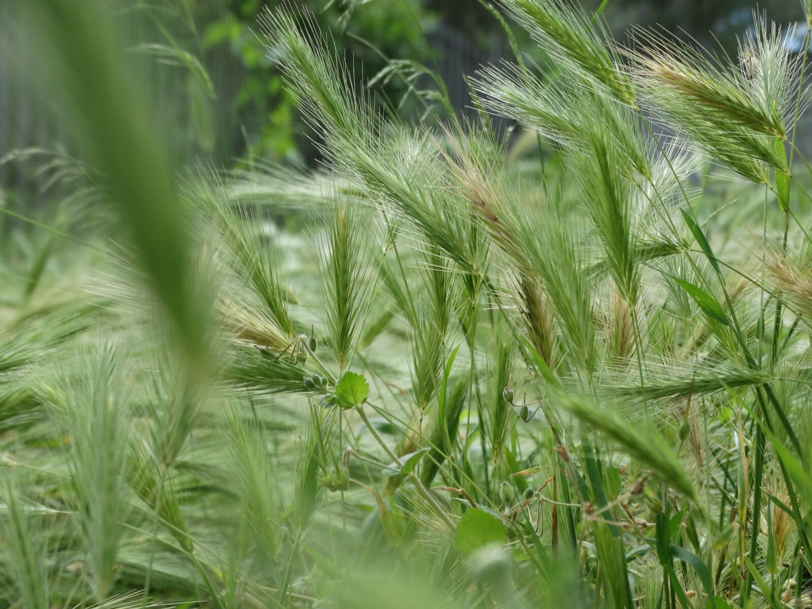 Sony Cyber-shot DSC-HX300 sample photo. Hordeum javatum, field, wheat photography