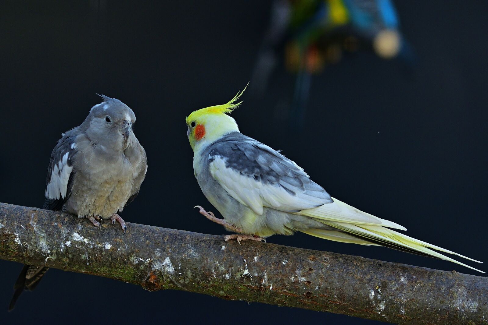 Nikon D5200 sample photo. Nature, animal world, parakeets photography