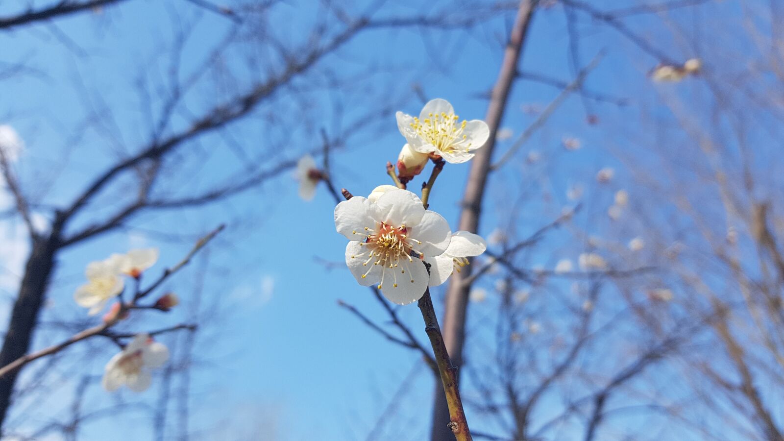 Samsung Galaxy Note Fan Edition sample photo. Flower, spring, blossom photography