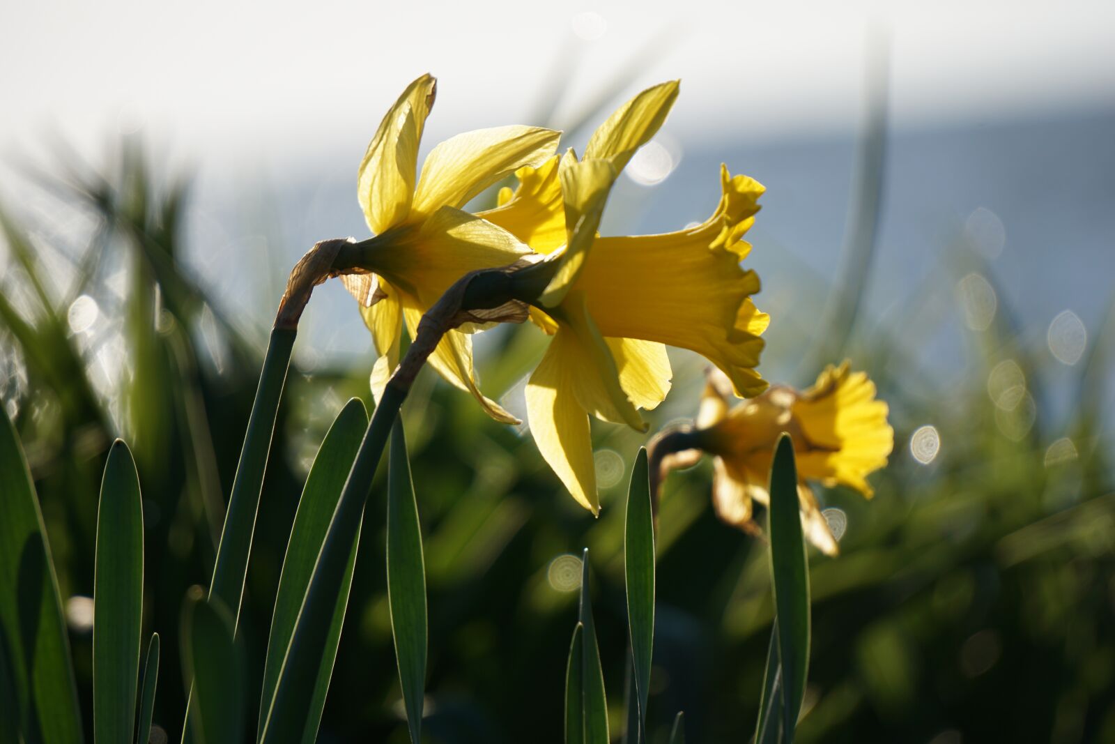 Sony E 55-210mm F4.5-6.3 OSS sample photo. Daylily, yellow flower, perennial photography