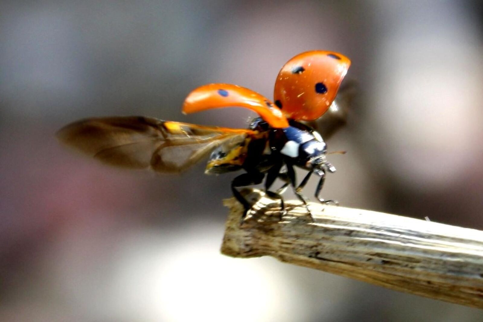 f/3.5-5.6 IS sample photo. Ladybug, flight photography