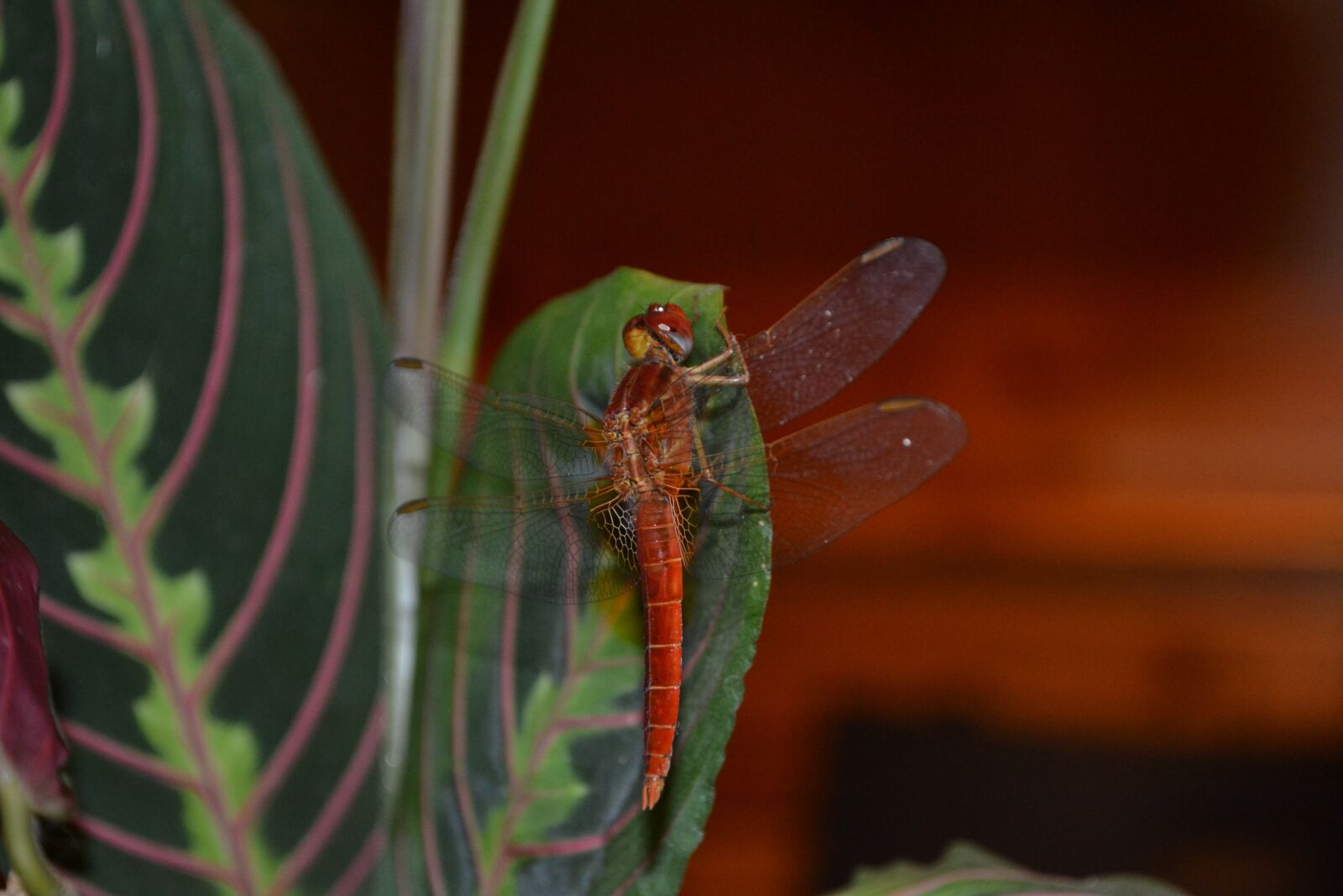 Nikon D3100 sample photo. Insect, invertebrates, nature photography