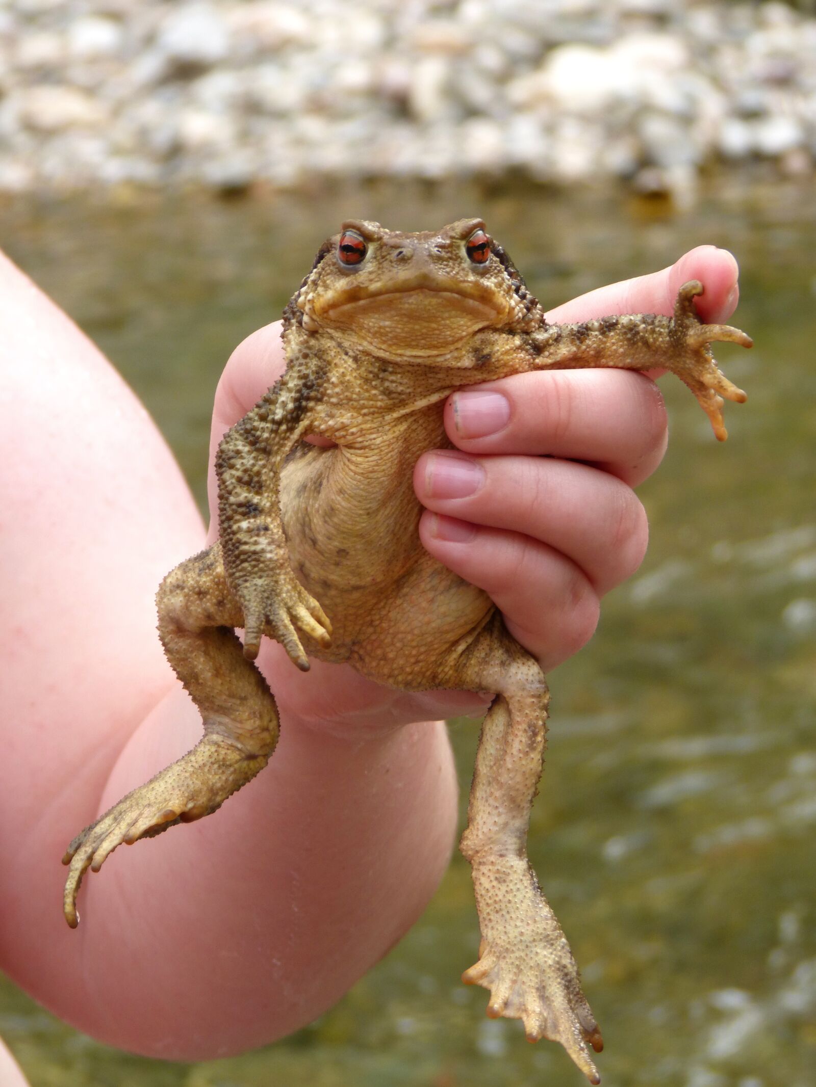 Panasonic DMC-FZ62 sample photo. Toad, child, river photography