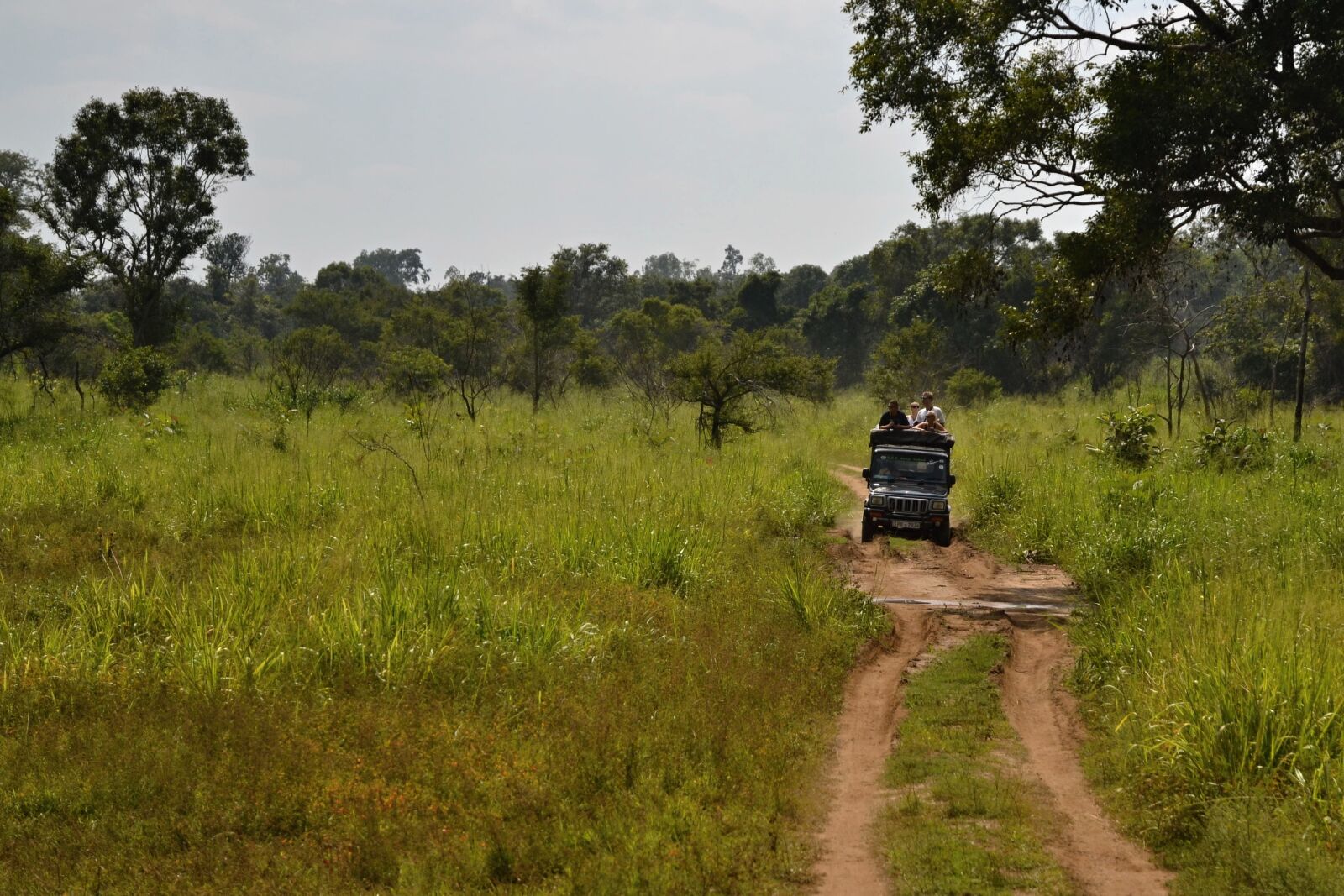 Nikon D3100 sample photo. Sri lanka, safari, jeep photography