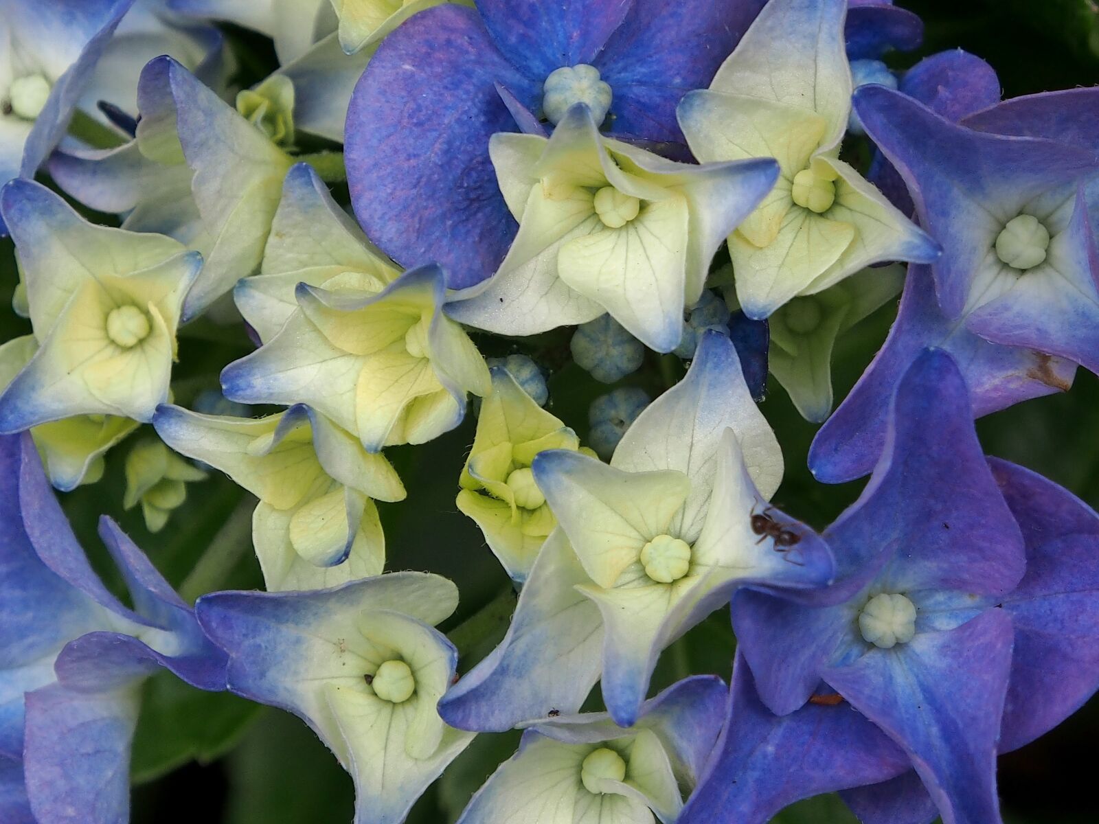 Olympus OM-D E-M5 sample photo. Flower, hydrangeas, blue photography