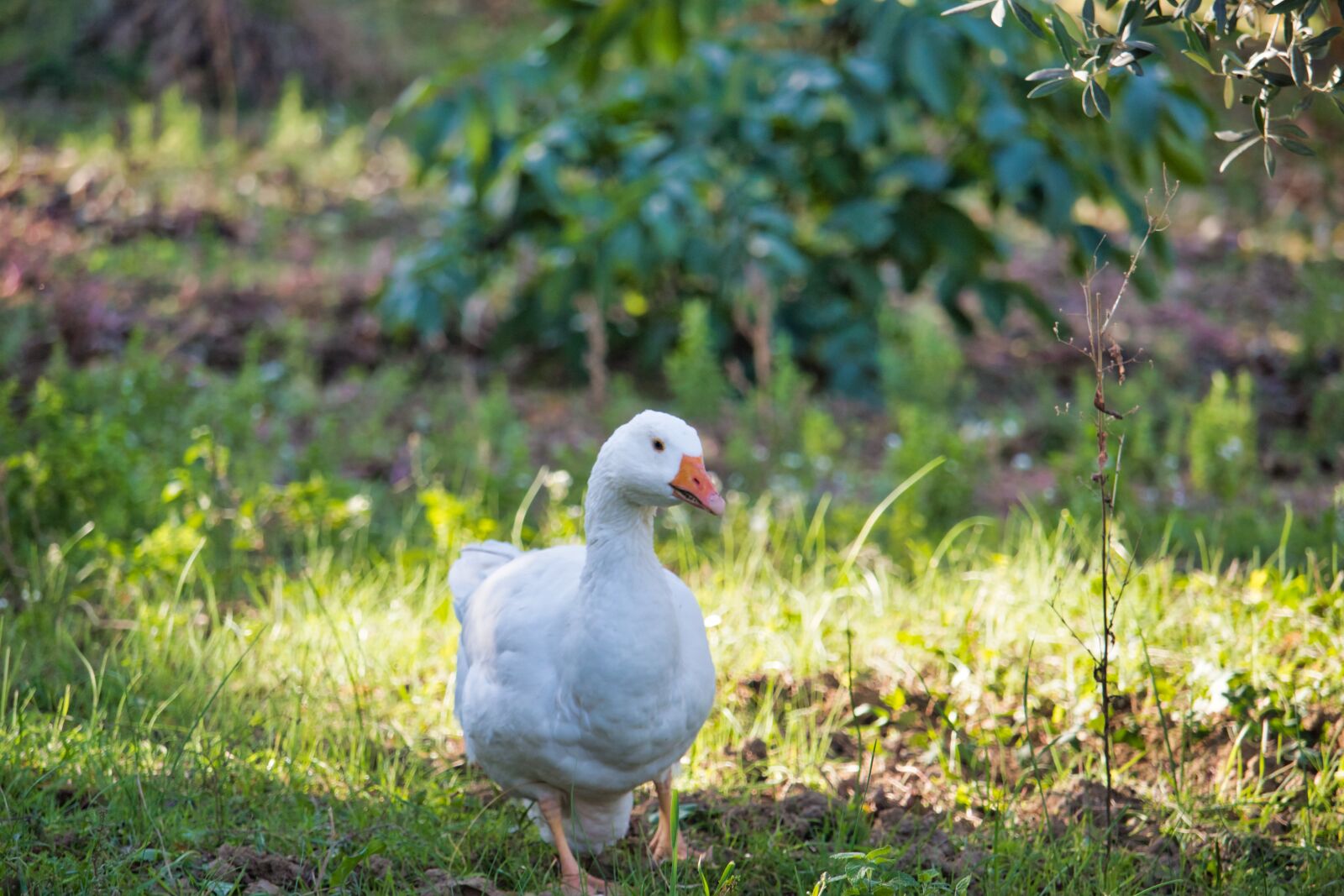 Canon EF-S 55-250mm F4-5.6 IS STM sample photo. Duck, oca, chicks photography