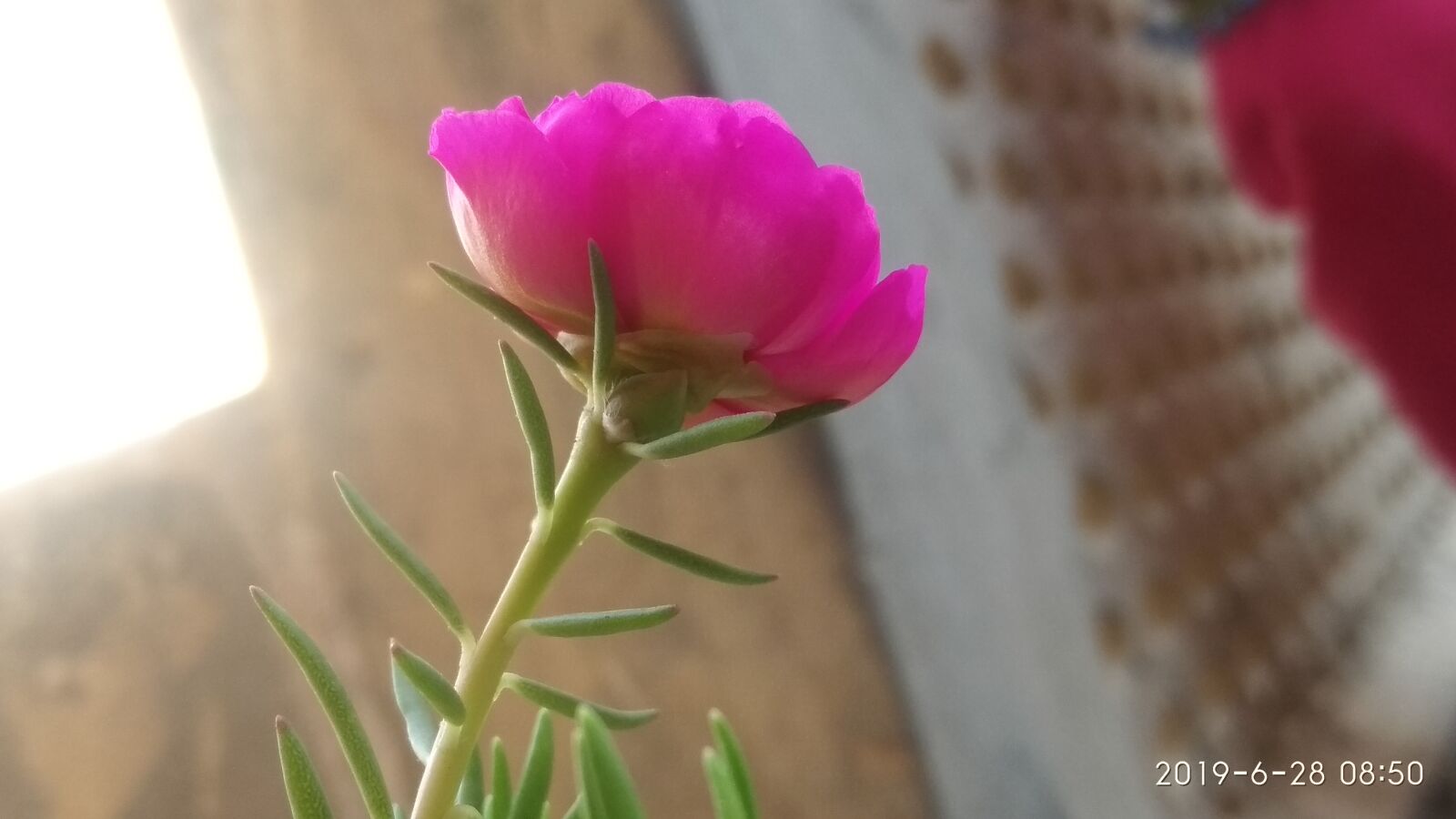 Xiaomi Redmi Note 5A sample photo. Flower, rose, pink rose photography