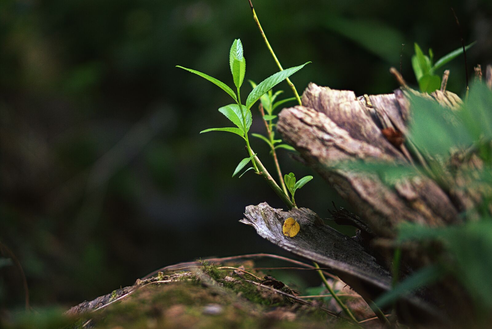 Sony a6000 sample photo. Plant, focus combination, green photography