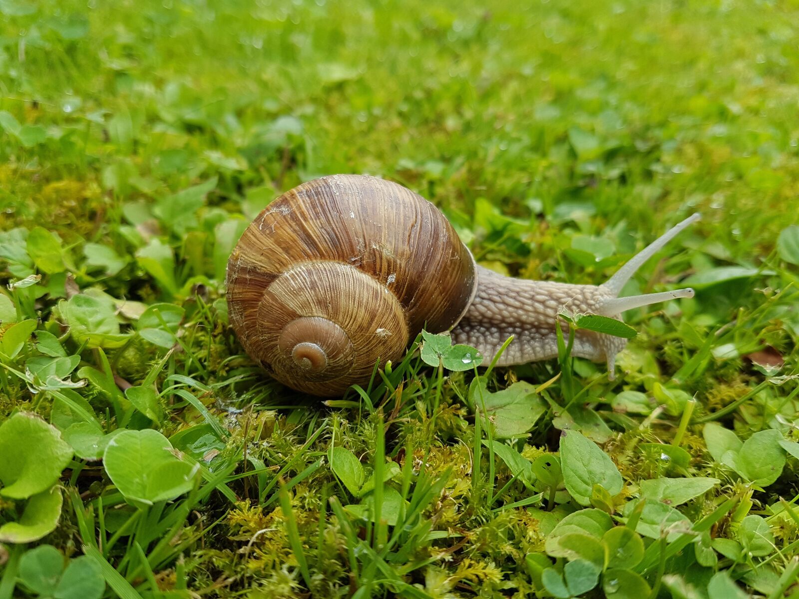 Samsung Galaxy S7 sample photo. Nature, green, snail photography