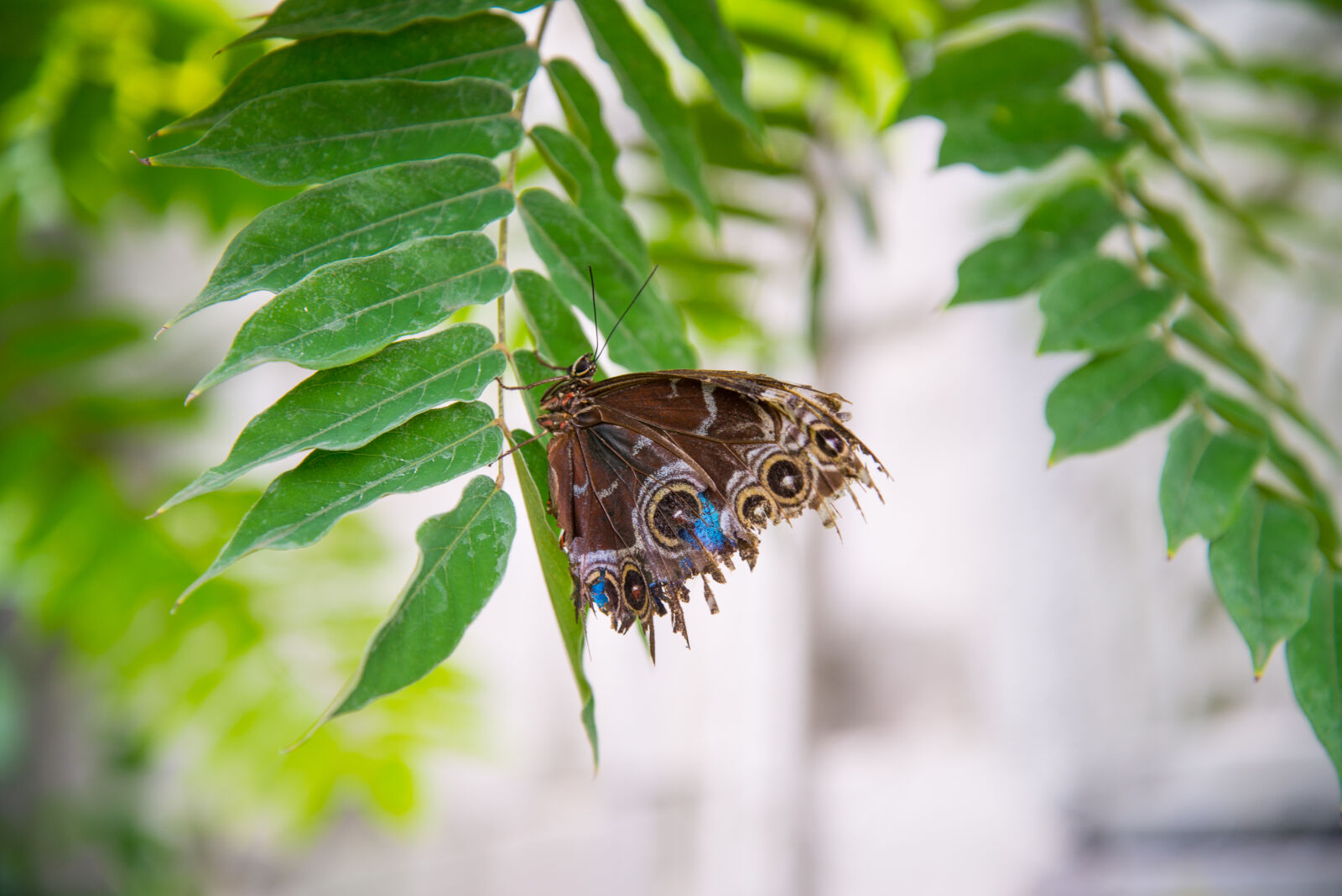 Nikon D600 sample photo. Animal, blue, color, colours photography