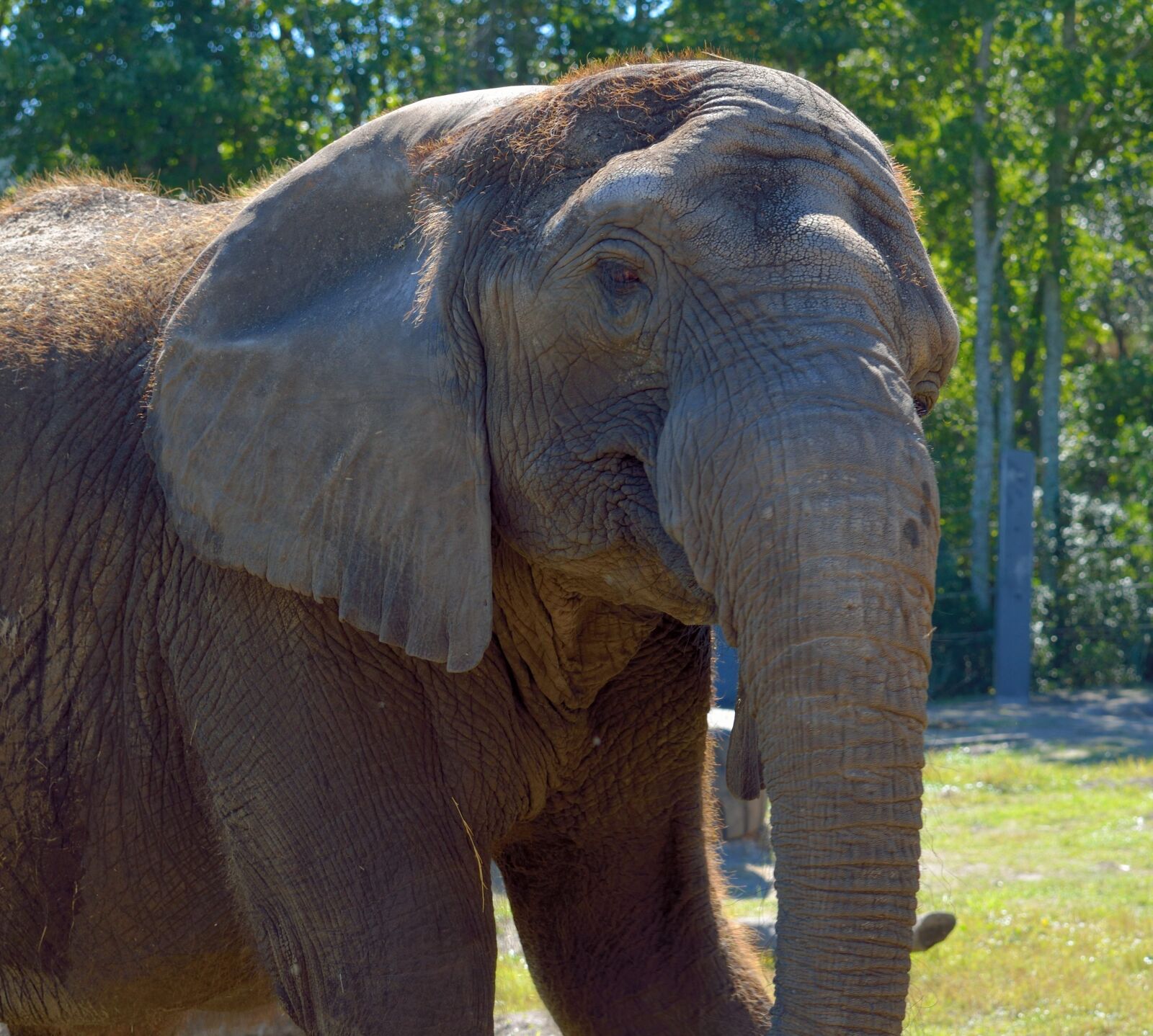 Nikon D7000 sample photo. Elephant, large, animal photography