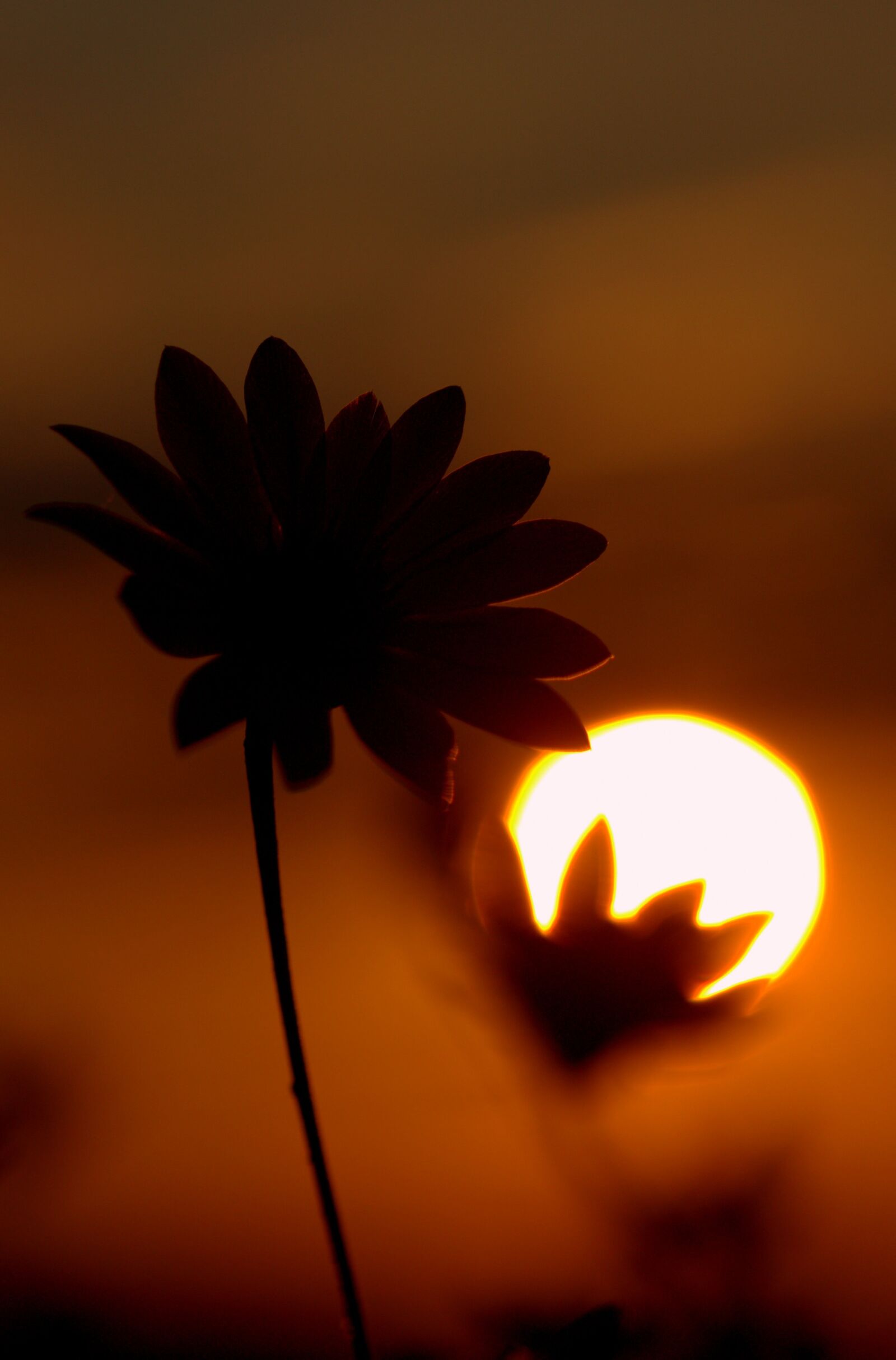 Canon EF-S 60mm F2.8 Macro USM sample photo. Sunset, flower, sun photography