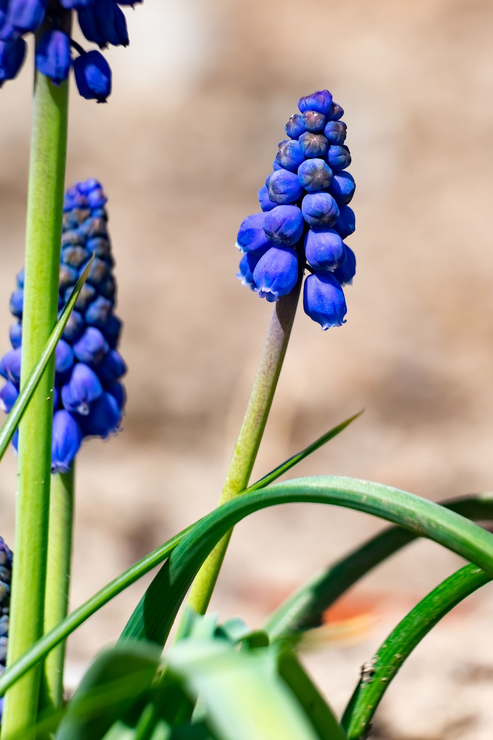Fujifilm XF 55-200mm F3.5-4.8 R LM OIS sample photo. Flower, szafirek, spring photography