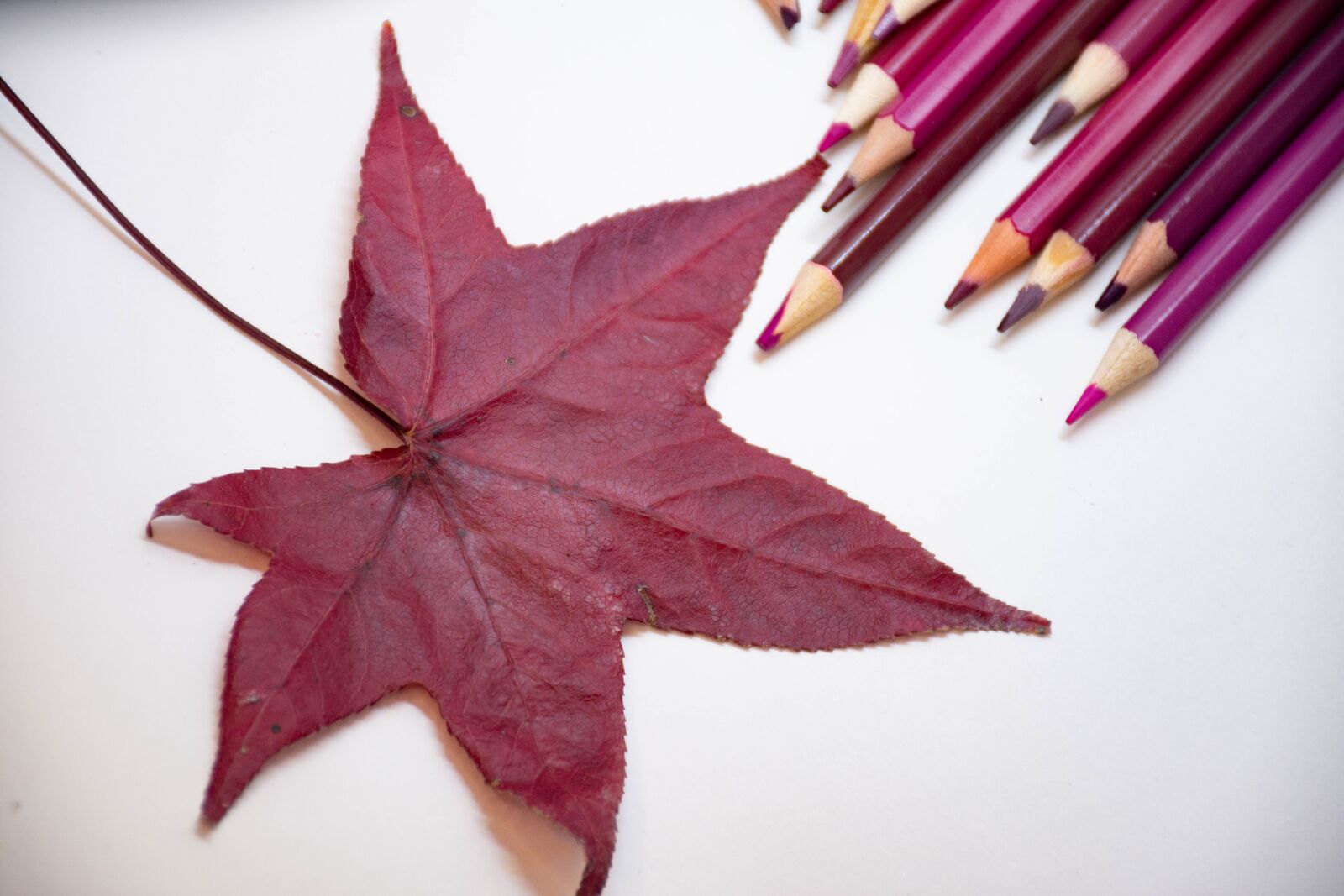 Nikon D7200 sample photo. Pencils, leaves, floral photography