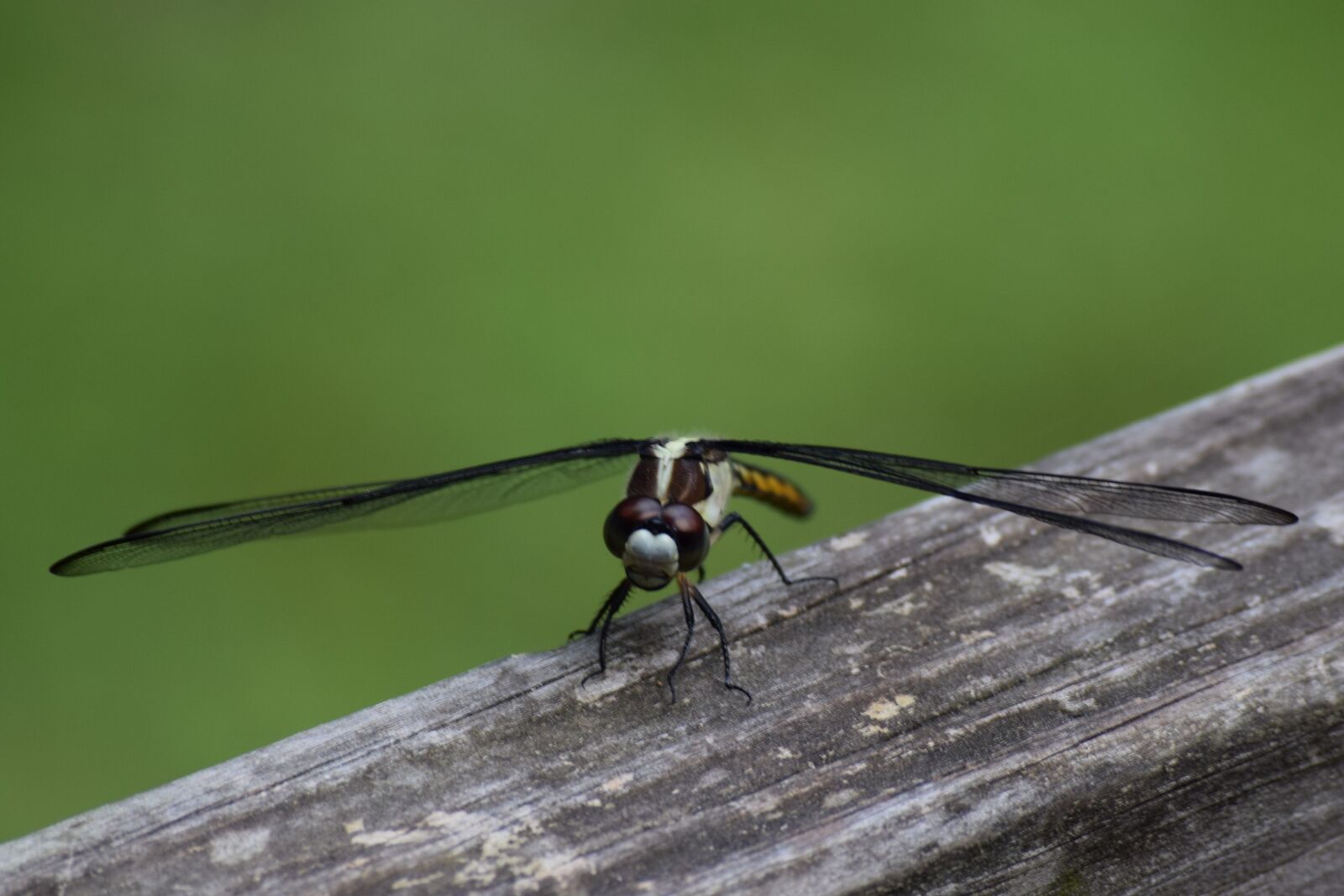 Nikon D3300 sample photo. Dragon fly, insect, flying photography